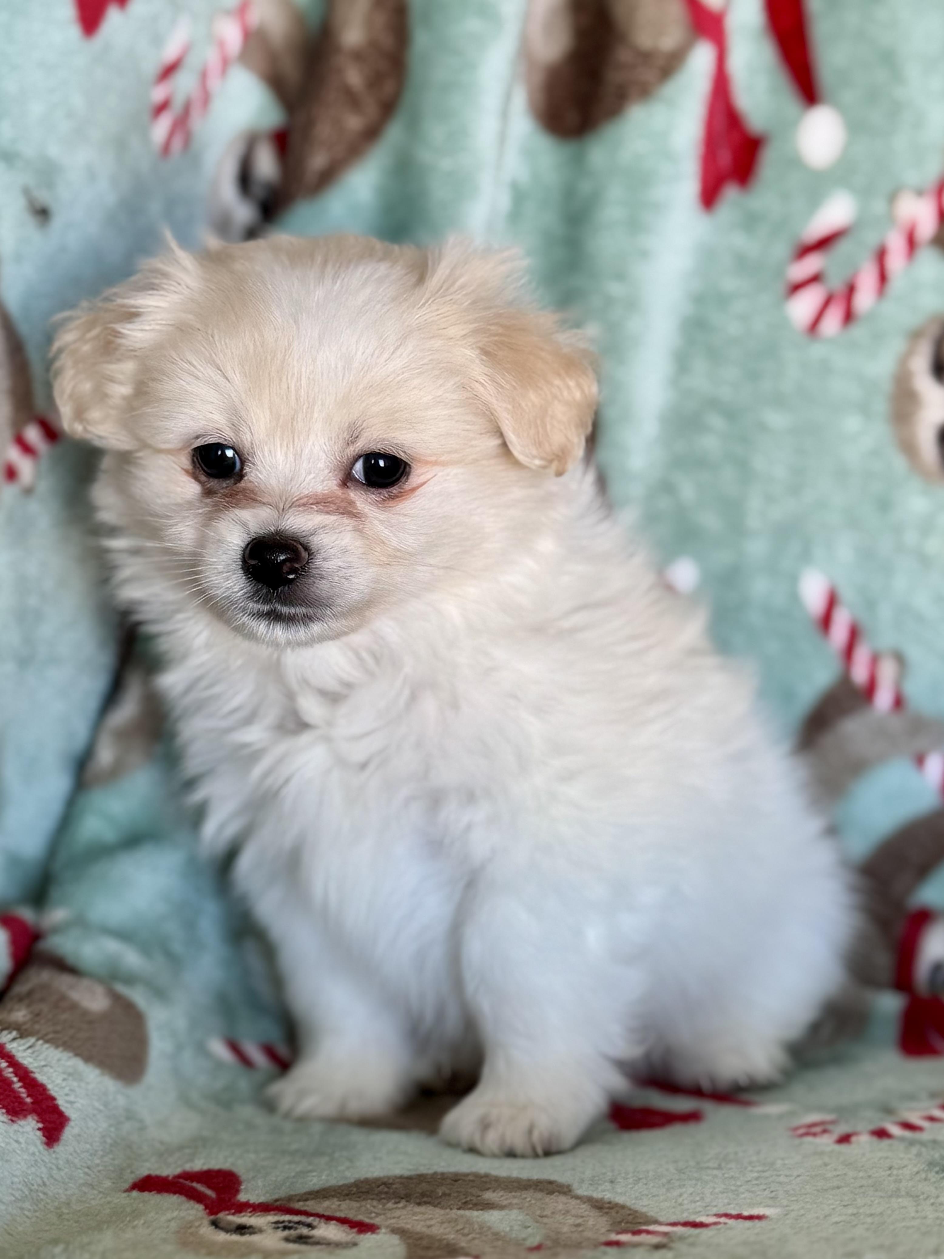 Shinook, an adopted mixed breed in ontario, CA image 5/6