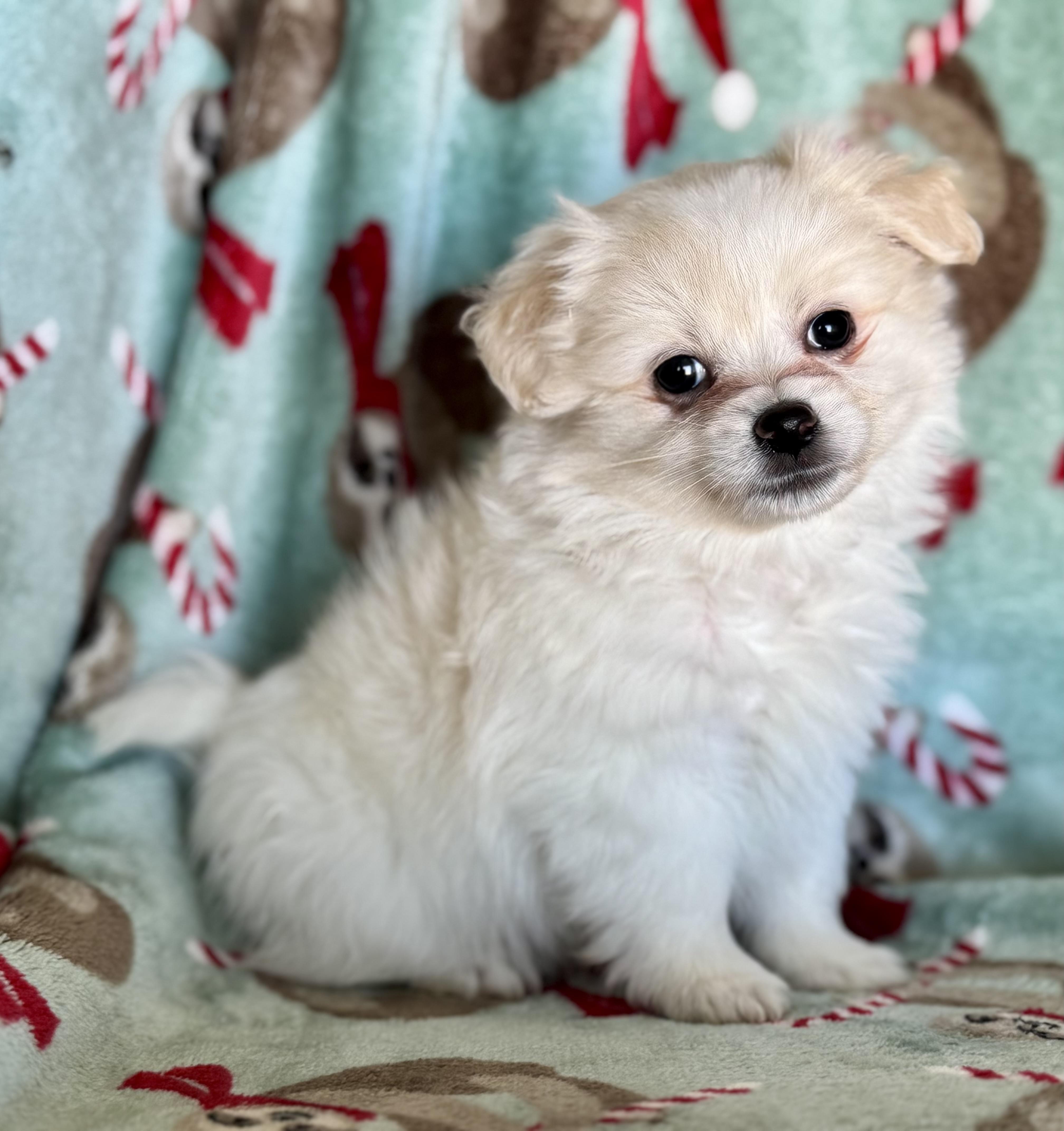 Shinook, an adopted mixed breed in ontario, CA image 2/6