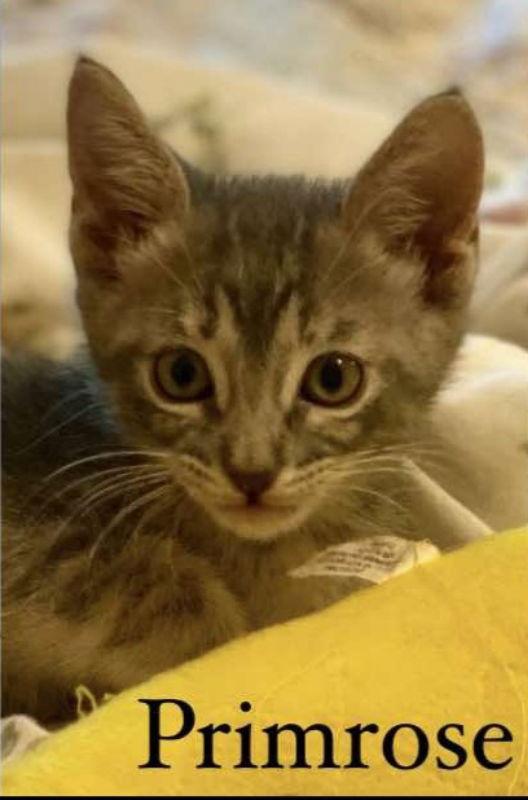 Enlarge Primrose, a Adopted mixed breed in Pineville, LA image 1/1