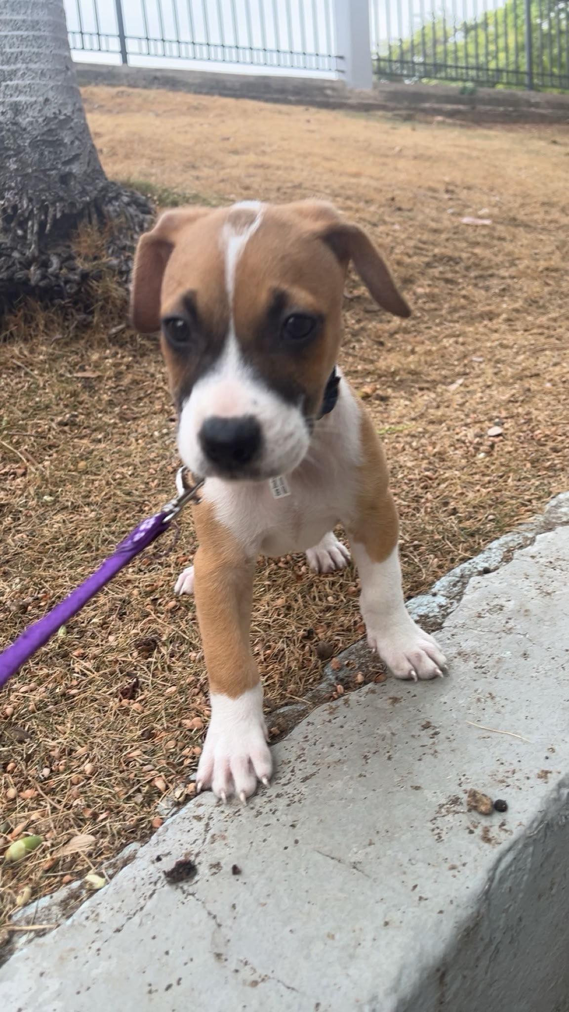 Sebas, a ADOPTABLE mixed breed in Fort Belvoir, VA image 5/6