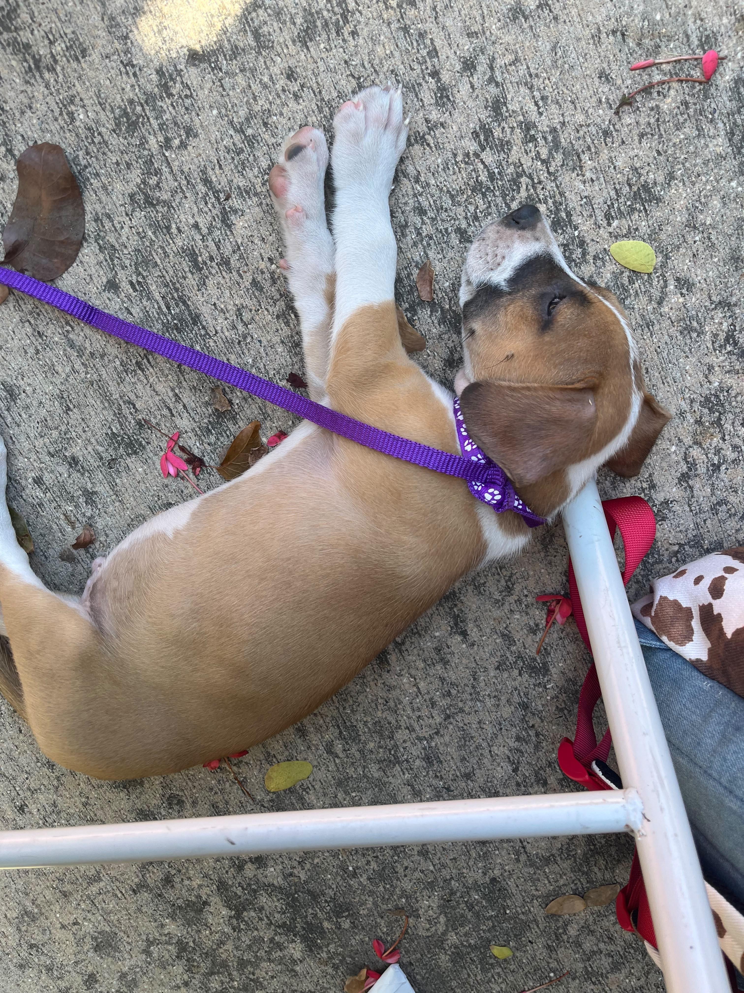 Sebas, a ADOPTABLE mixed breed in Fort Belvoir, VA image 3/6