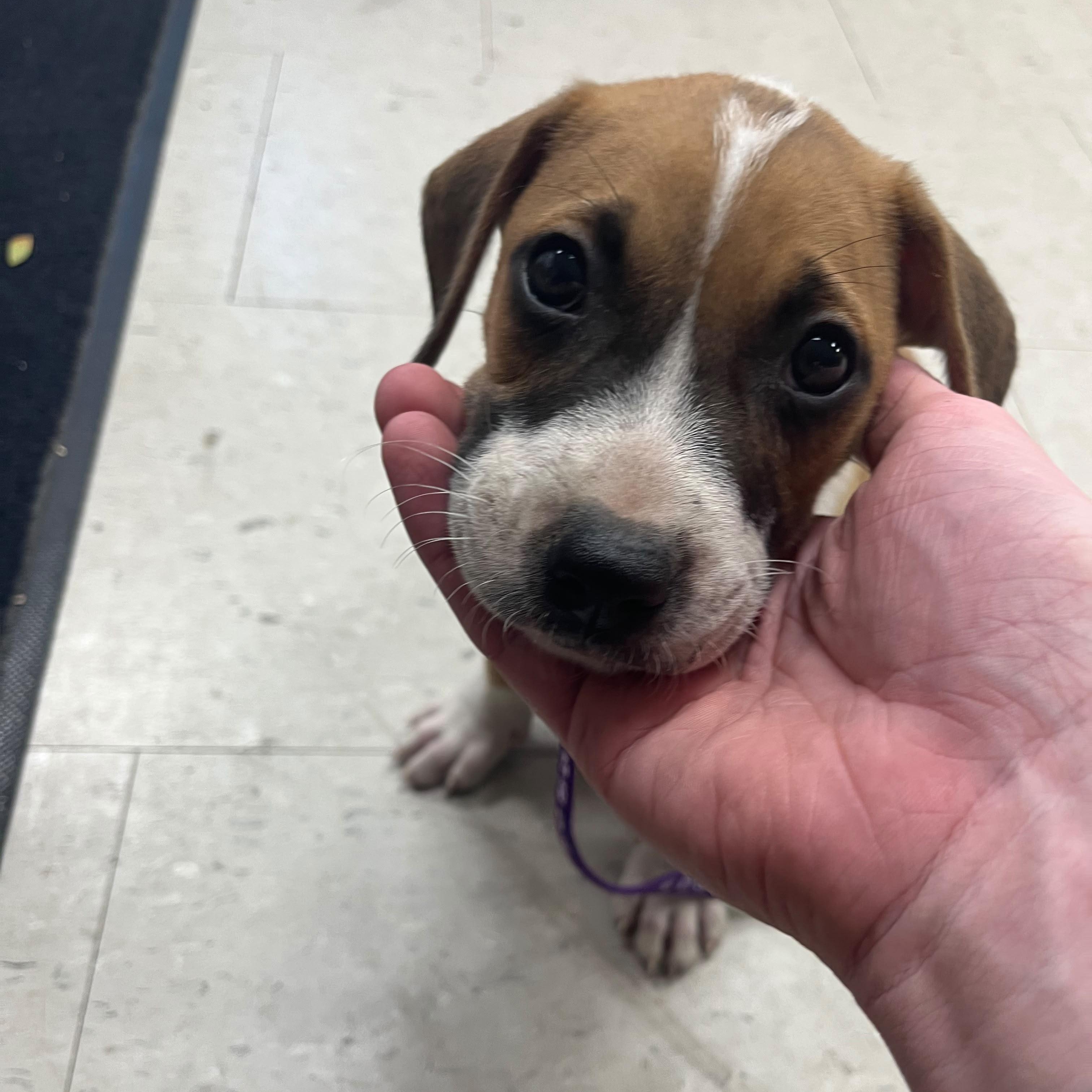 Sebas, ADOPTABLE, Puppy Male Mixed Breed.