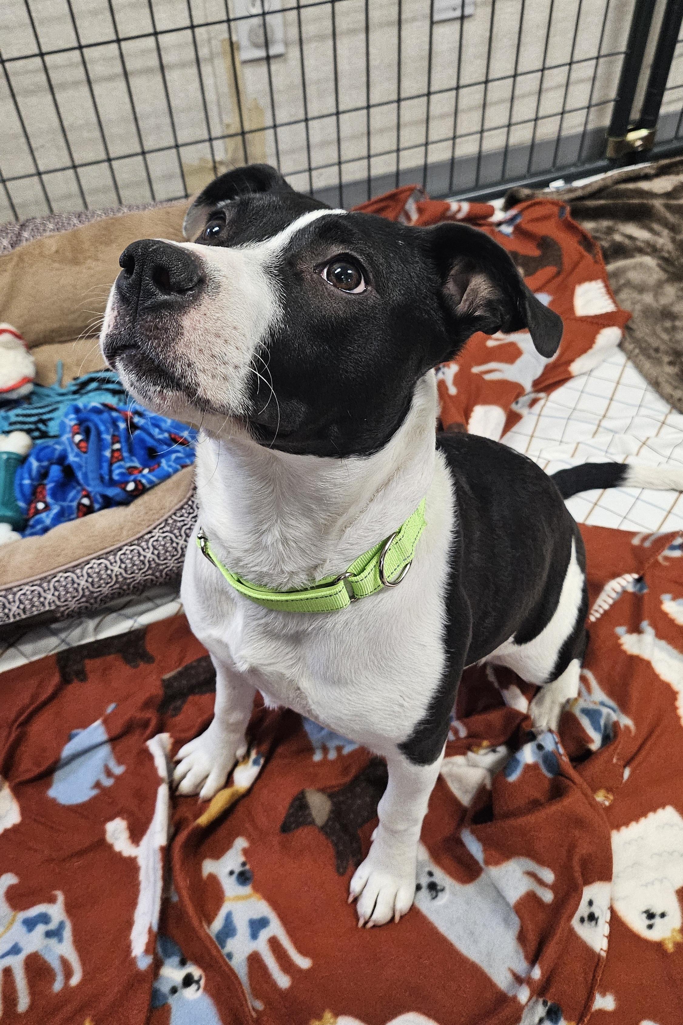 Enlarge Tilly, a ADOPTABLE mixed breed in Salem, NH image 2/2