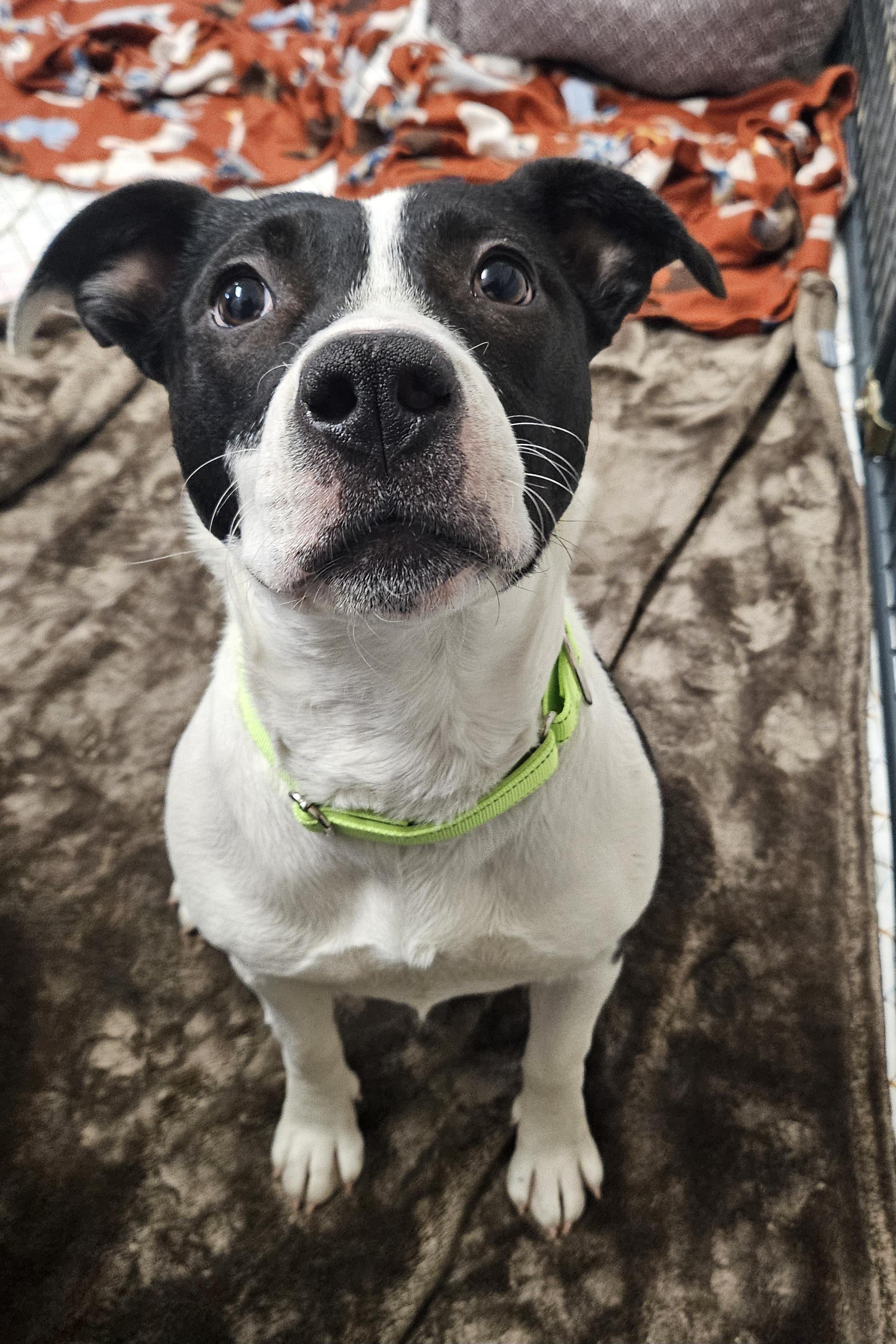 Enlarge Tilly, a ADOPTABLE mixed breed in Salem, NH image 1/2