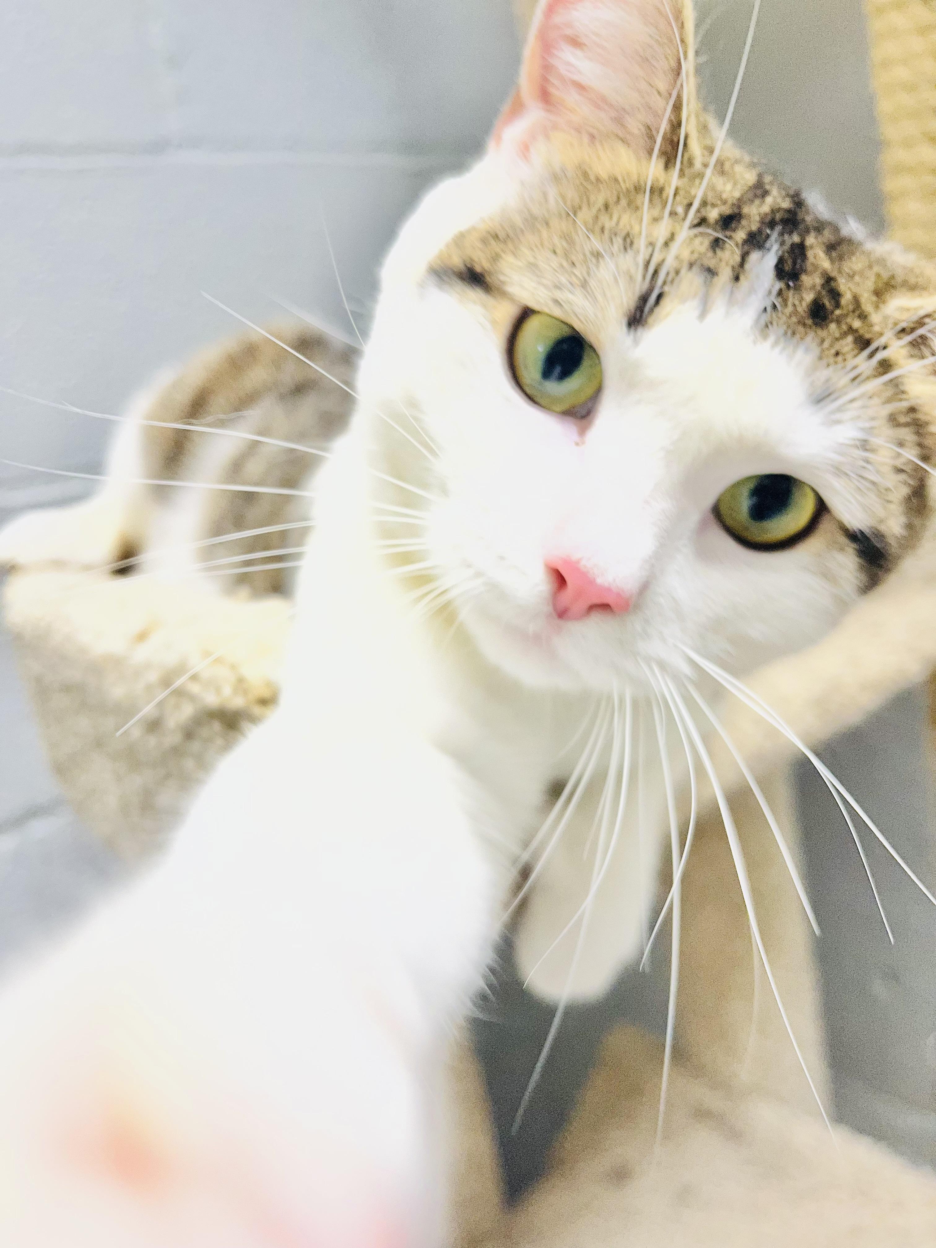 Milkshake , ADOPTABLE, Adult Female Domestic Short Hair.