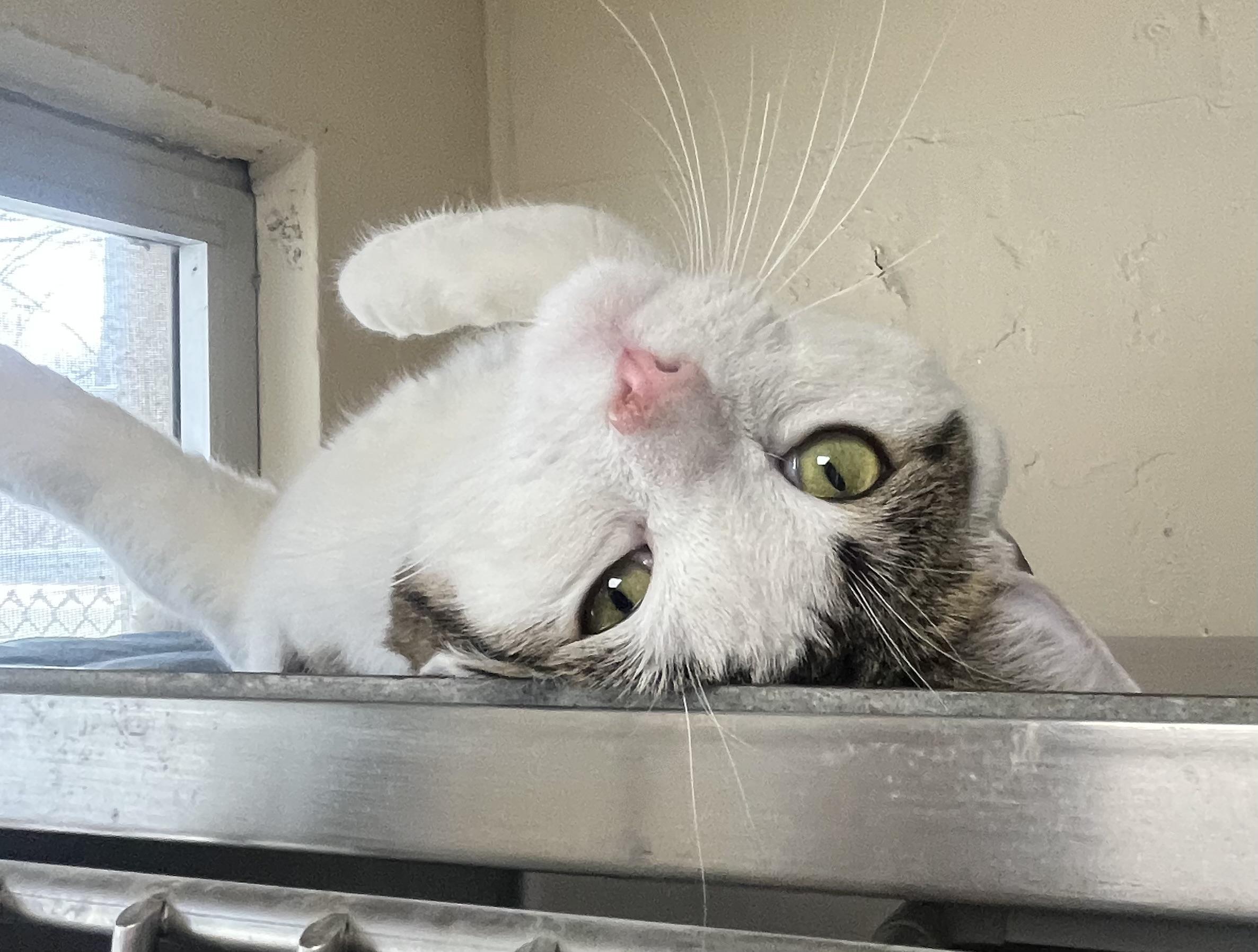 Enlarge Milkshake , a ADOPTABLE mixed breed in Mendham, NJ image 4/4