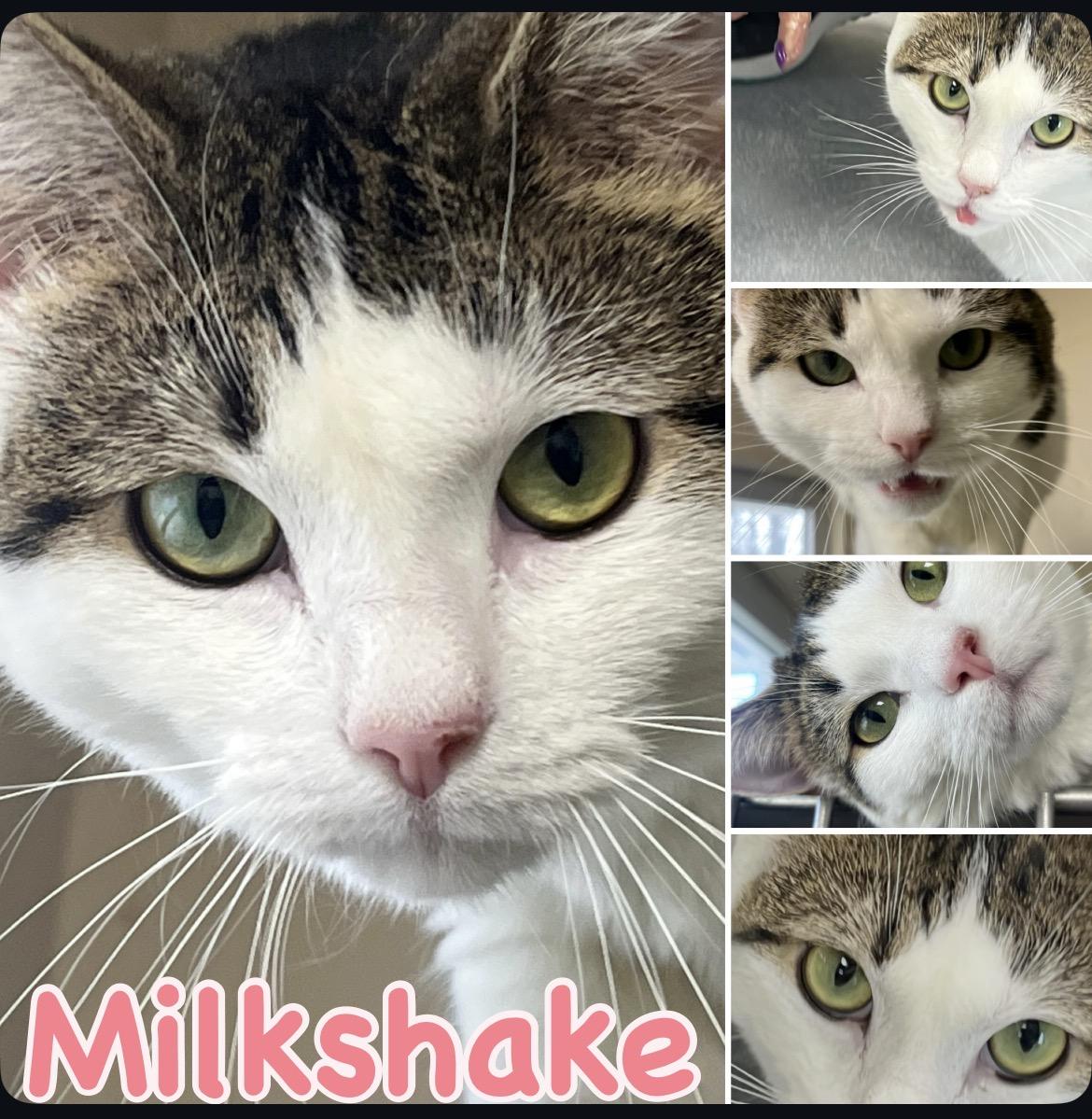 Milkshake , ADOPTABLE, Adult Female Domestic Short Hair.