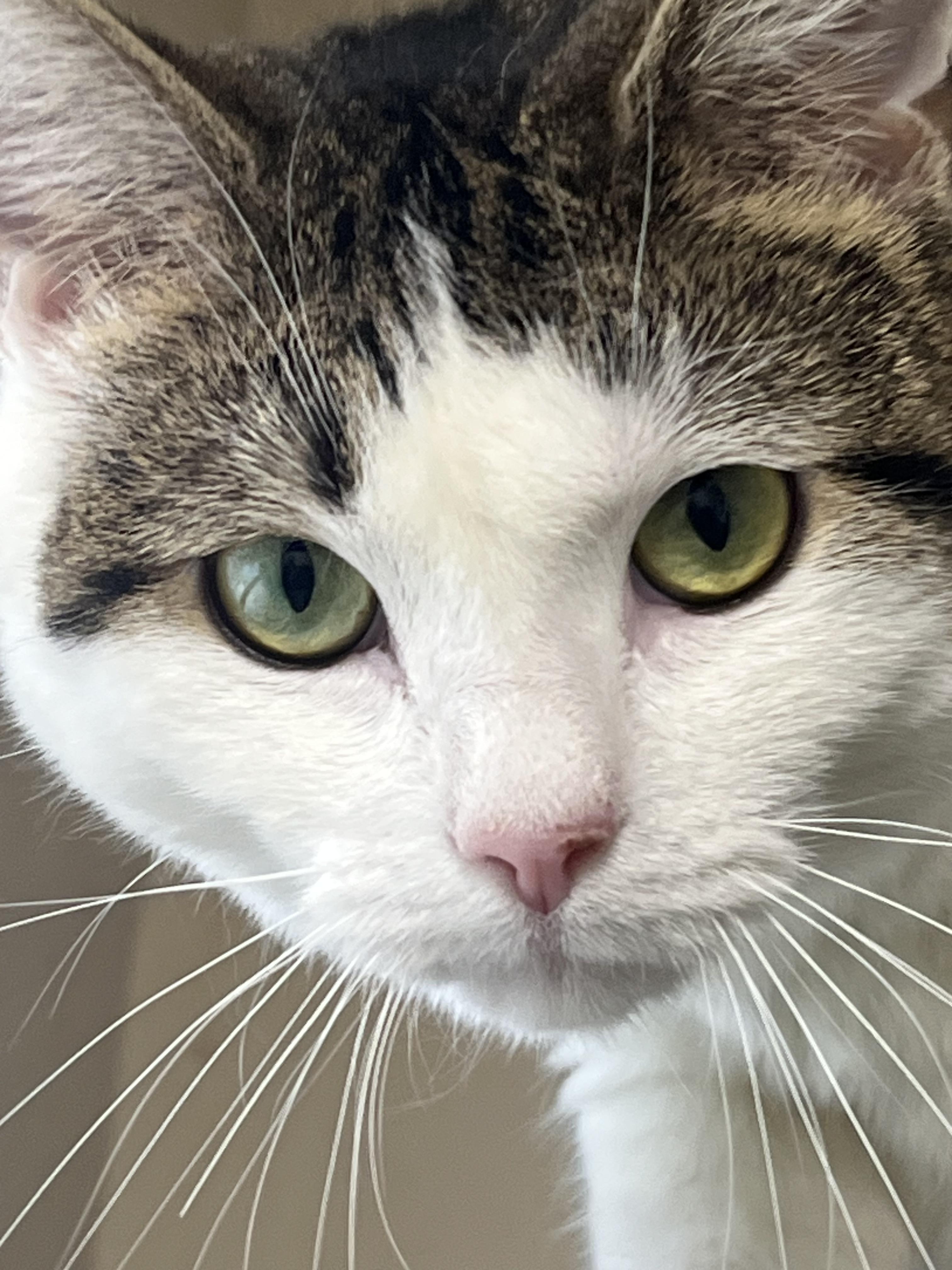 Enlarge Milkshake , a ADOPTABLE mixed breed in Mendham, NJ image 2/4