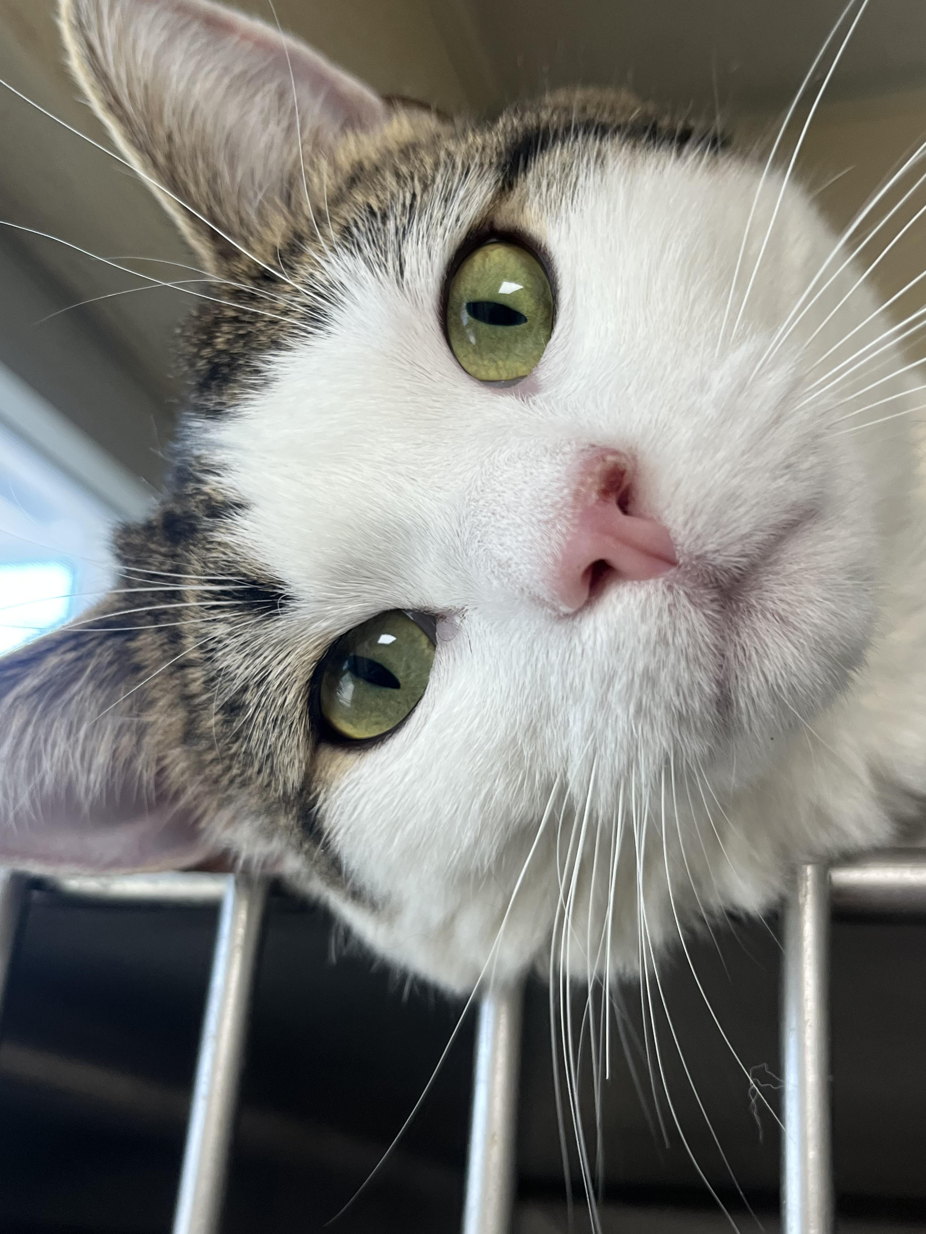 Enlarge Milkshake , a ADOPTABLE mixed breed in Mendham, NJ image 3/4