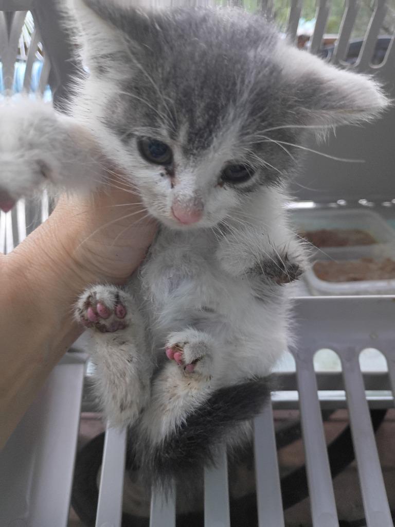 Xena, Adoptable, Kitten Female Domestic Short Hair.