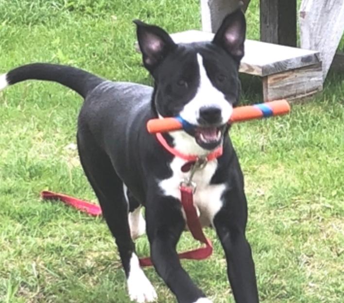 Enlarge Sir Oreo the 7th, a Adoptable mixed breed in Potsdam, NY image 1/1