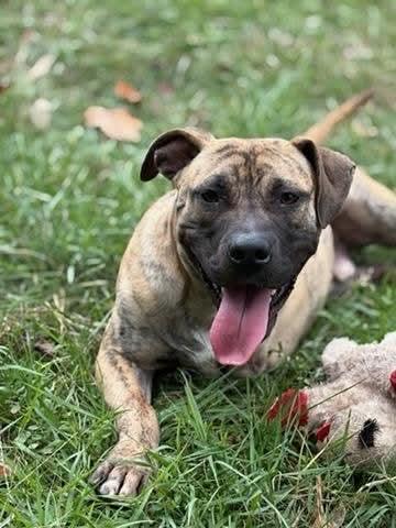 Enlarge Rhodes , a ADOPTABLE mixed breed in Douglas, MA image 4/6