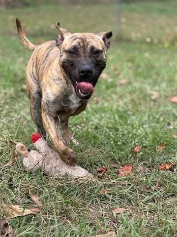 Enlarge Rhodes , a ADOPTABLE mixed breed in Douglas, MA image 1/6