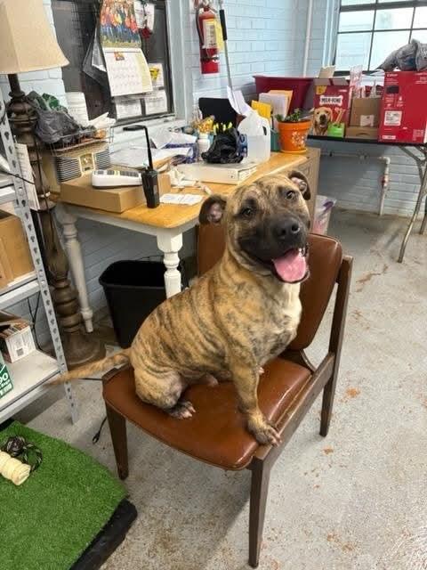 Enlarge Rhodes , a ADOPTABLE mixed breed in Douglas, MA image 5/6