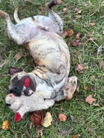 Enlarge Rhodes , a ADOPTABLE mixed breed in Douglas, MA image 6/6