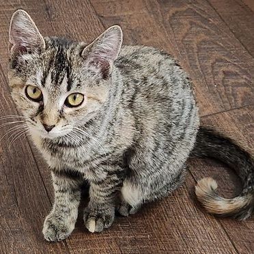 Enlarge Phoebe, a Adoptable Tabby in Lancaster, VA image 1/1