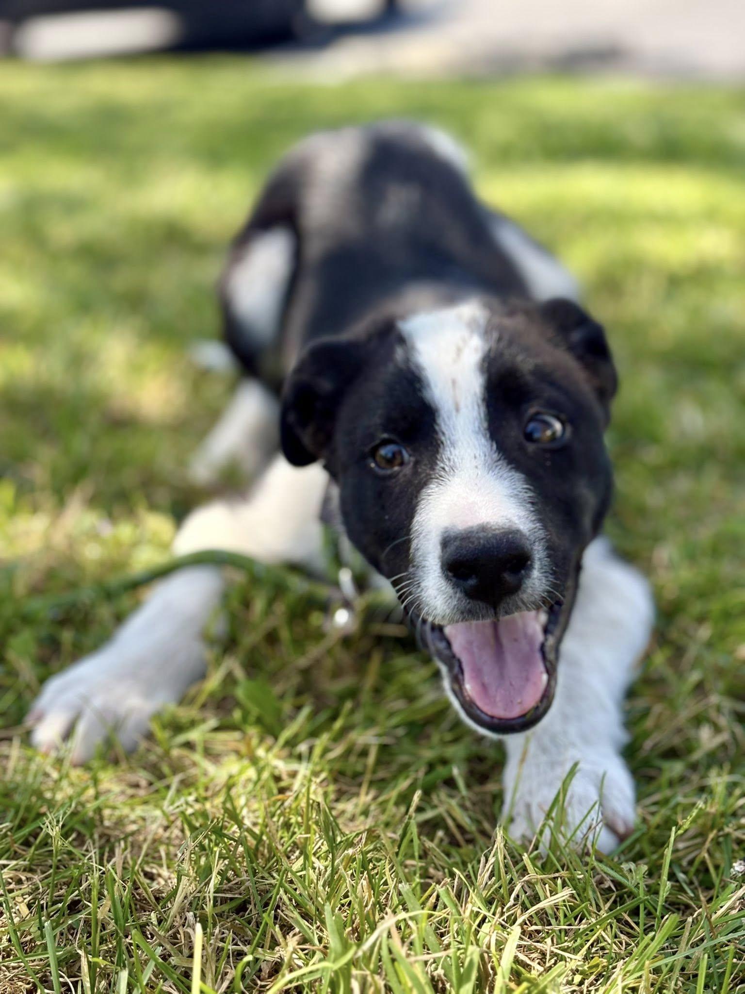 Baxter, Adopted, Puppy Male Border Collie.