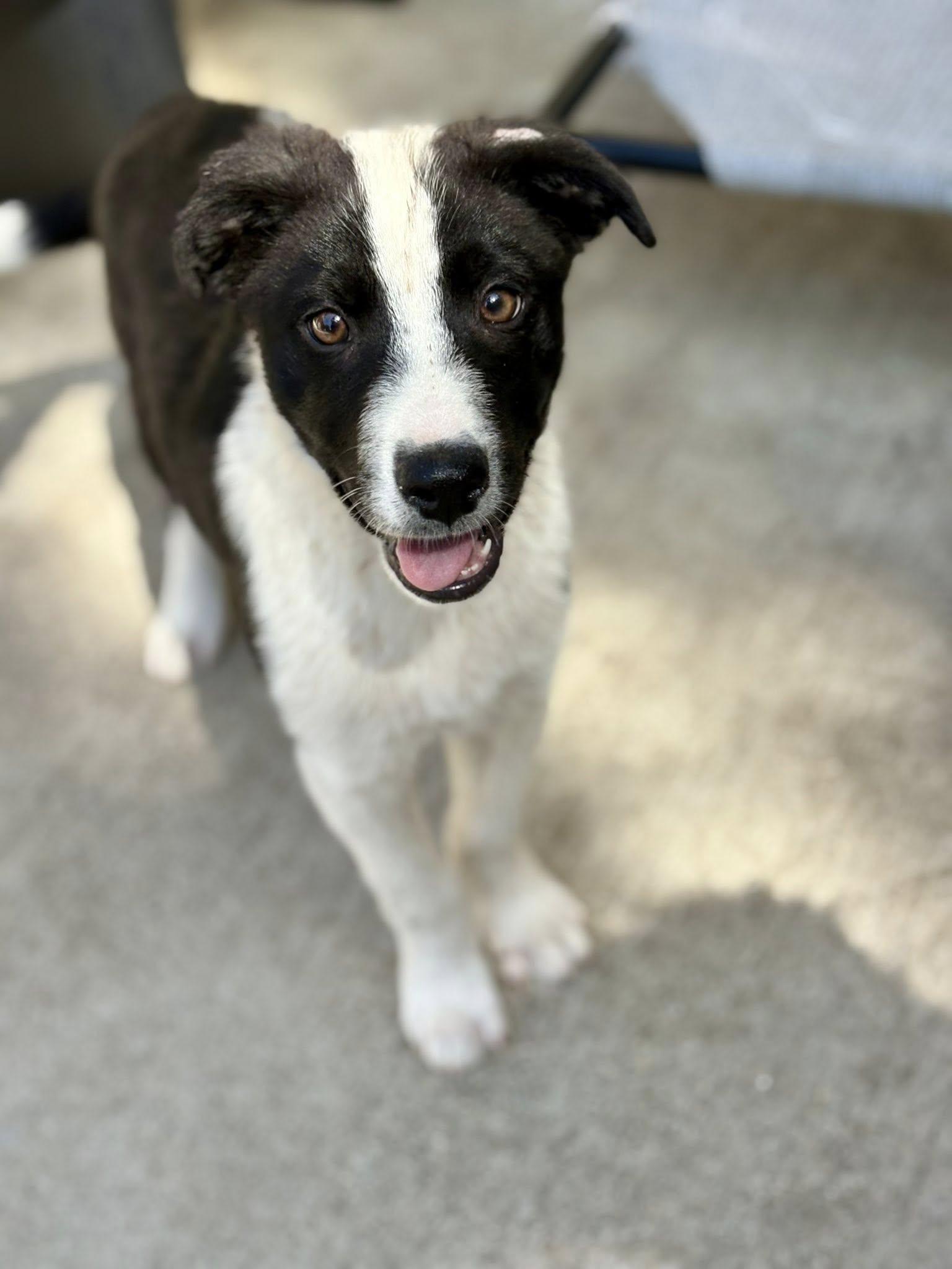 Enlarge Baxter, a Adopted Border Collie in Paso Robles, CA image 2/3