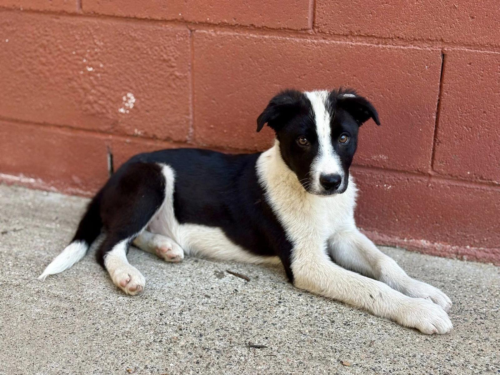 Enlarge Baxter, a Adopted Border Collie in Paso Robles, CA image 3/3