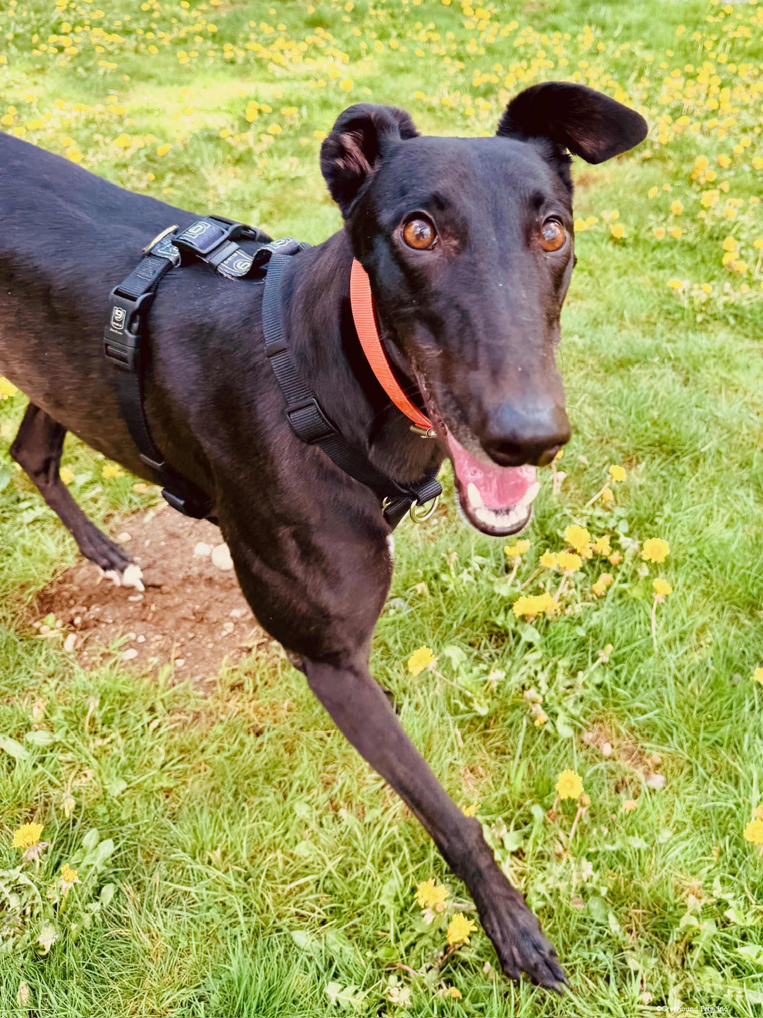 Precious, Adoptable, Adult Female Greyhound.