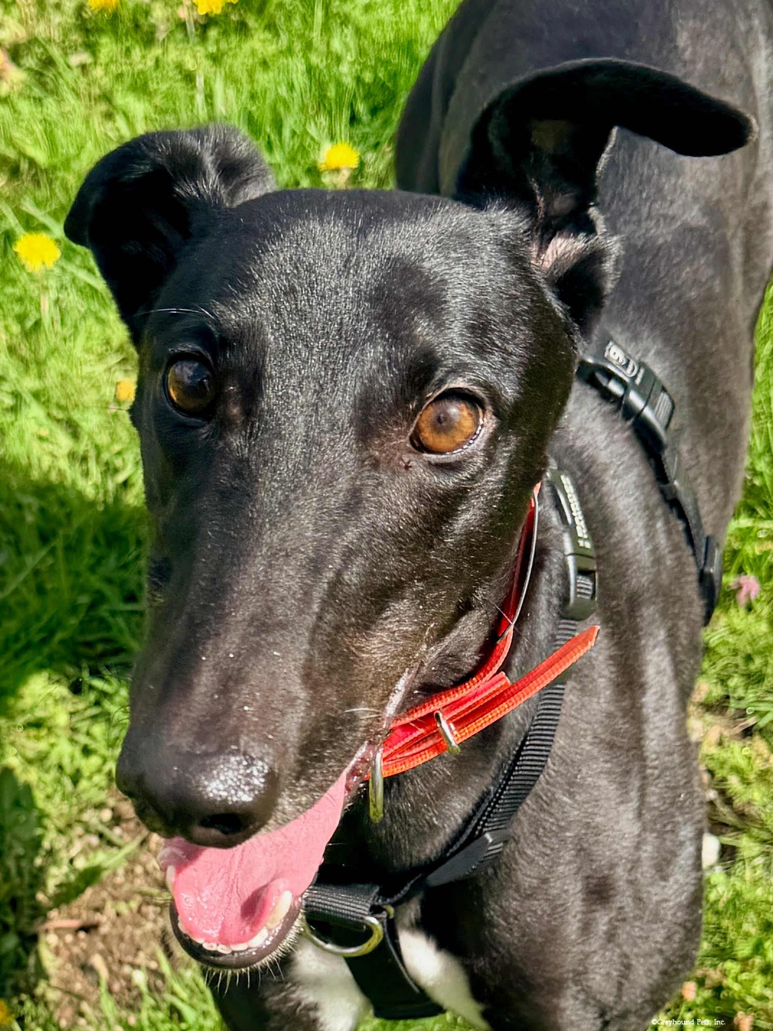 Enlarge Precious, a Adoptable Greyhound in Woodinville, WA image 2/3