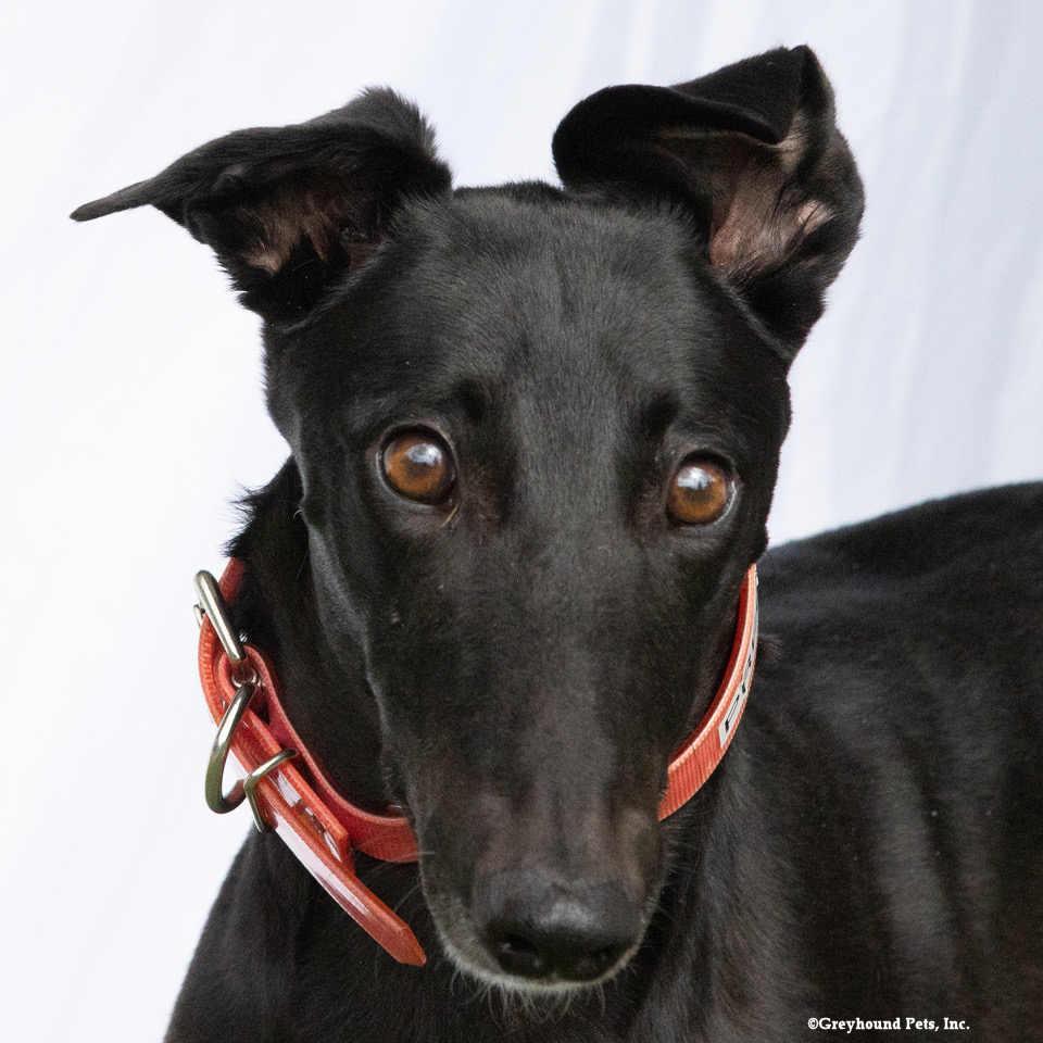 Enlarge Precious, a Adoptable Greyhound in Woodinville, WA image 3/3
