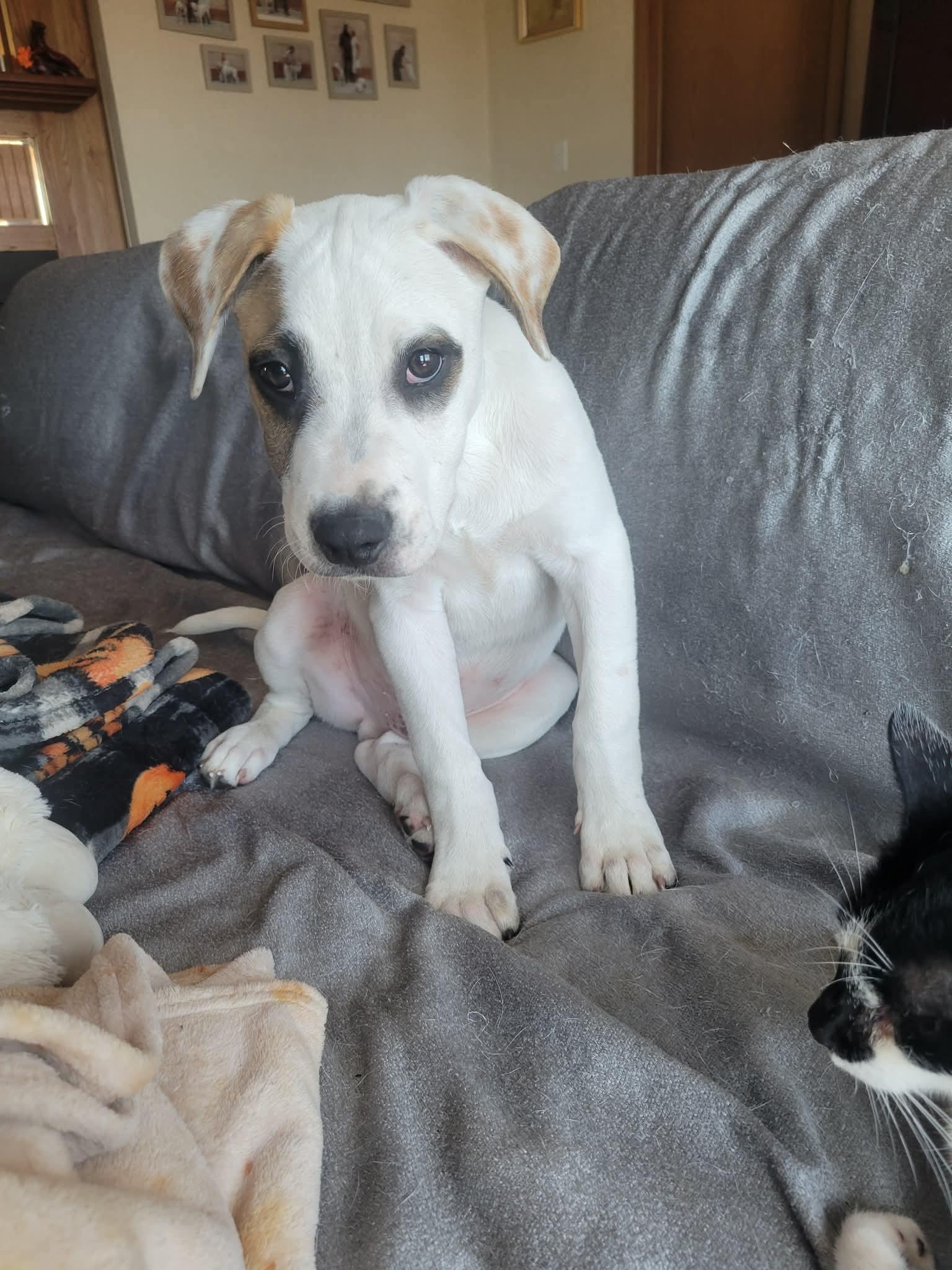 Enlarge Wishbone, a Adoptable mixed breed in Madison, WI image 5/6