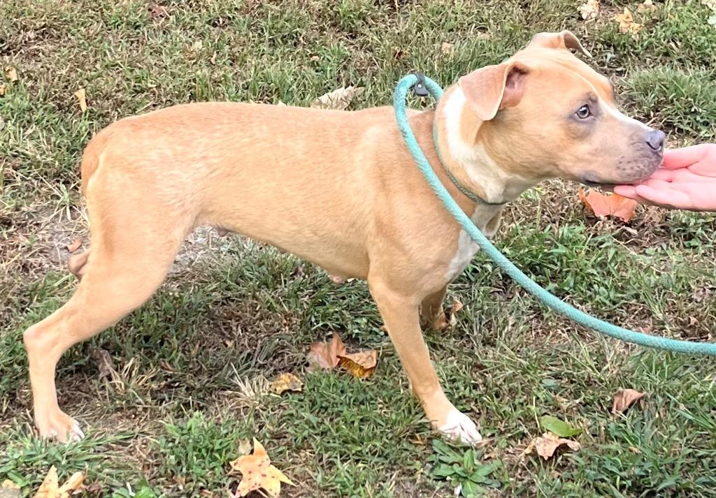 Lulu, very sweet and shy young lady!  needs a nice family ! Can you foster?