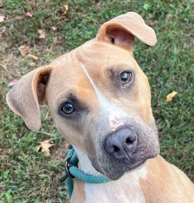 Lulu, very sweet and shy young lady!  needs a nice family ! Can you foster?