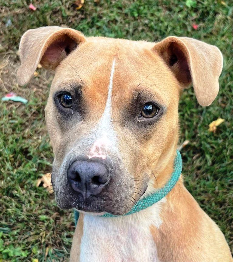 Lulu, very sweet and shy young lady!  needs a nice family ! Can you foster?