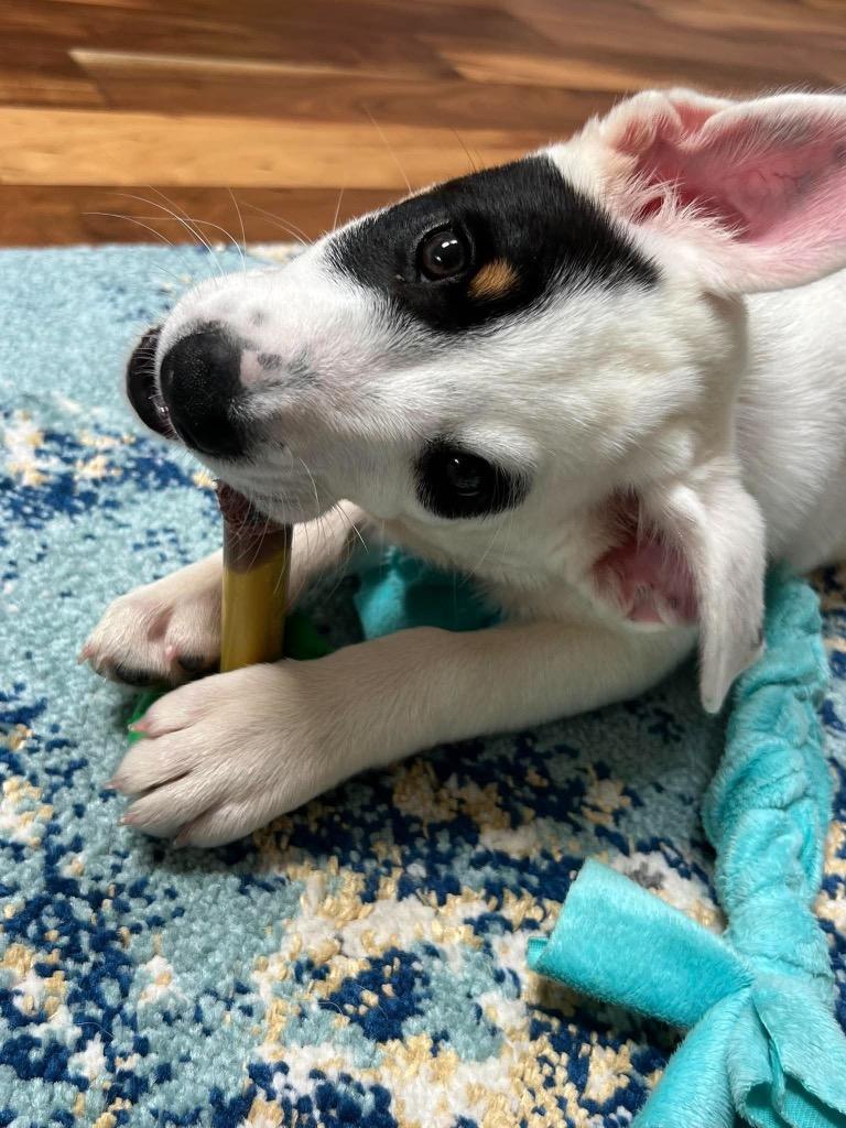 Sundae, Adoptable, Puppy Female Australian Shepherd & Cattle Dog.