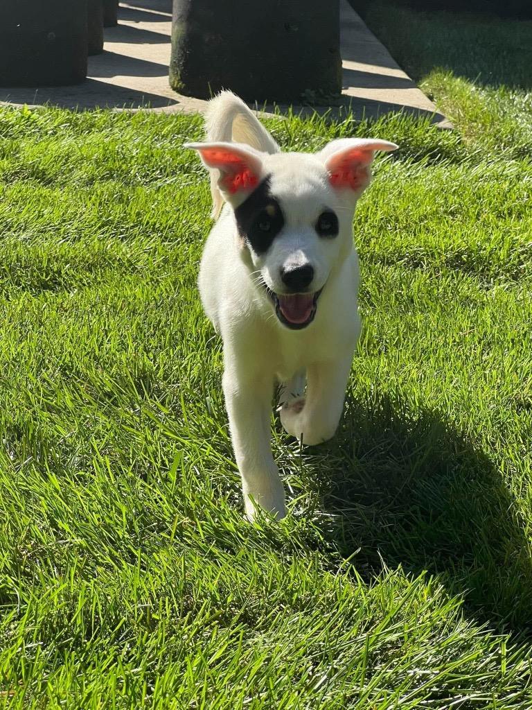 Enlarge Sundae, a Adoptable mixed breed in Bristol, WI image 2/6