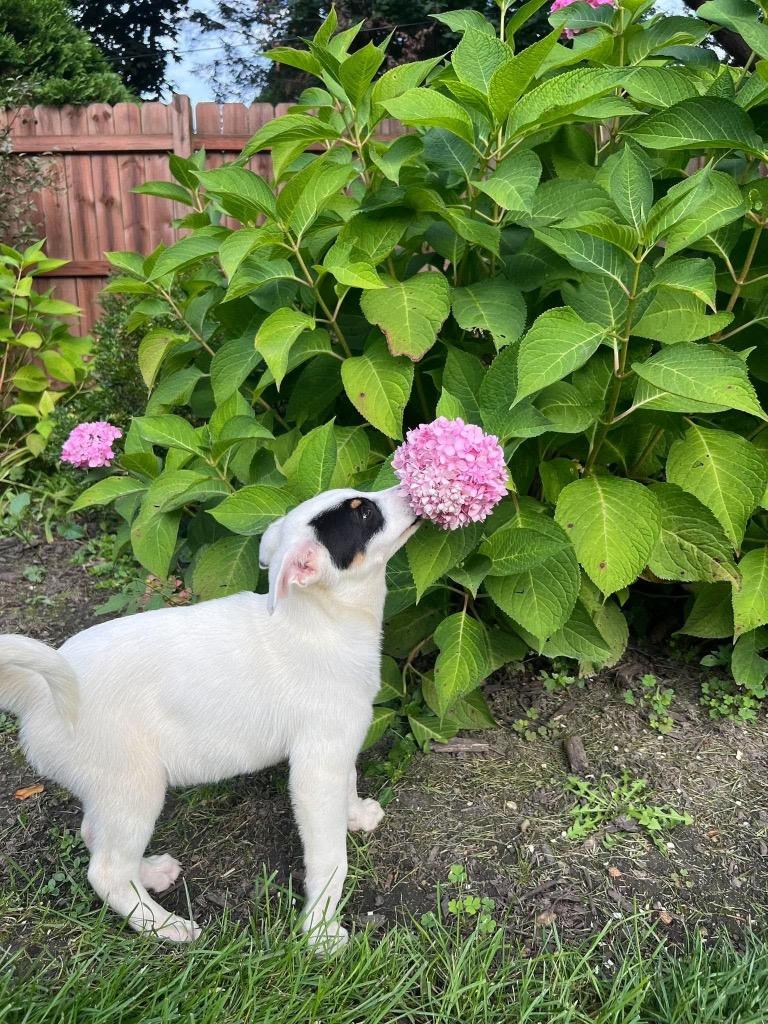 Enlarge Sundae, a Adoptable mixed breed in Bristol, WI image 3/6