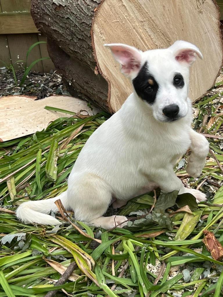 Enlarge Sundae, a Adoptable mixed breed in Bristol, WI image 5/6