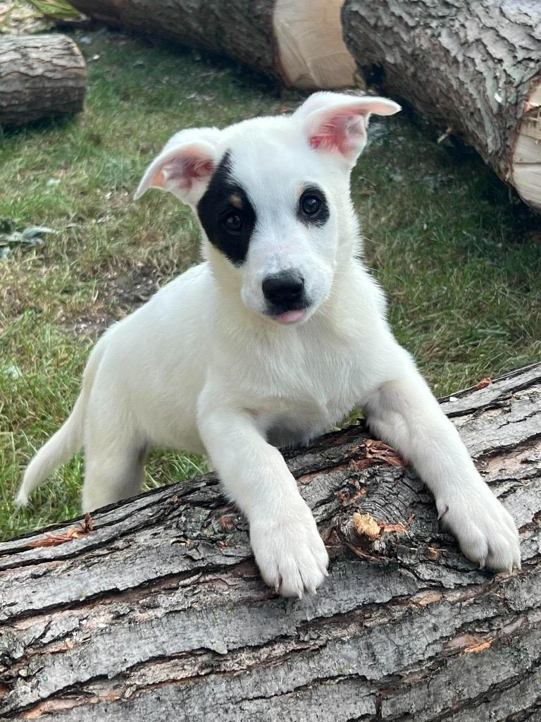 Enlarge Sundae, a Adoptable mixed breed in Bristol, WI image 6/6