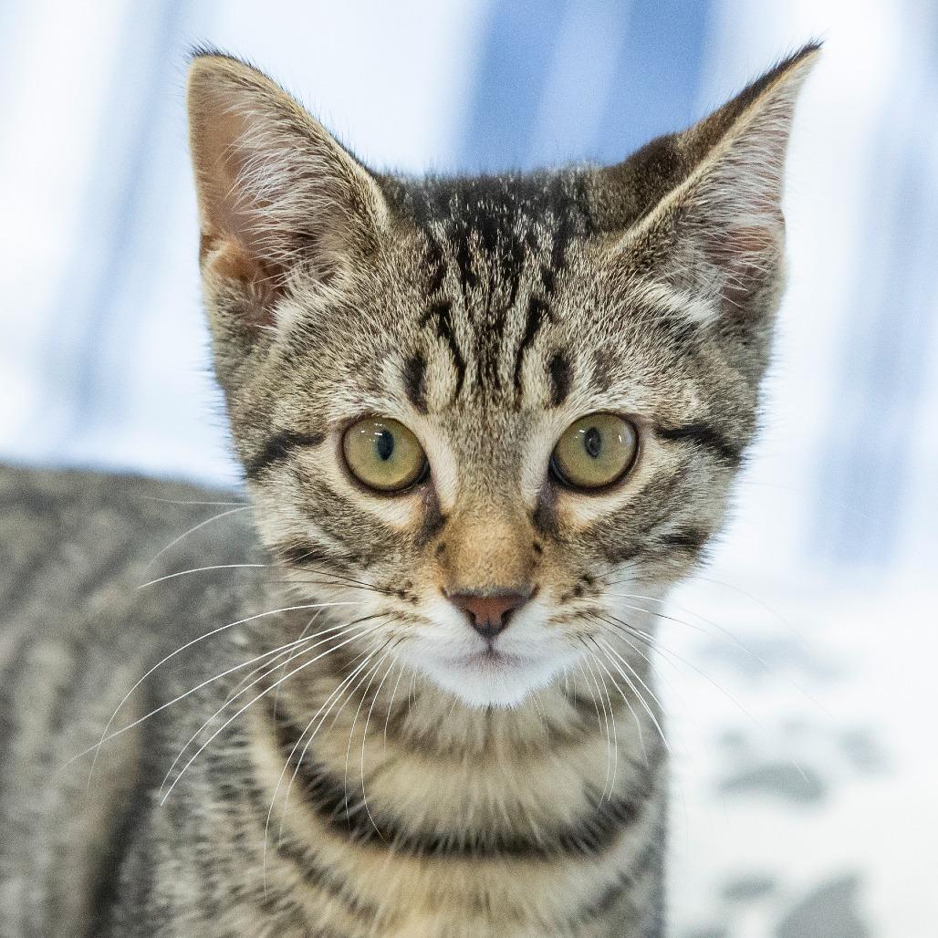 Enlarge Gene, a Adoptable Domestic Short Hair in Cartersville, GA image 1/6