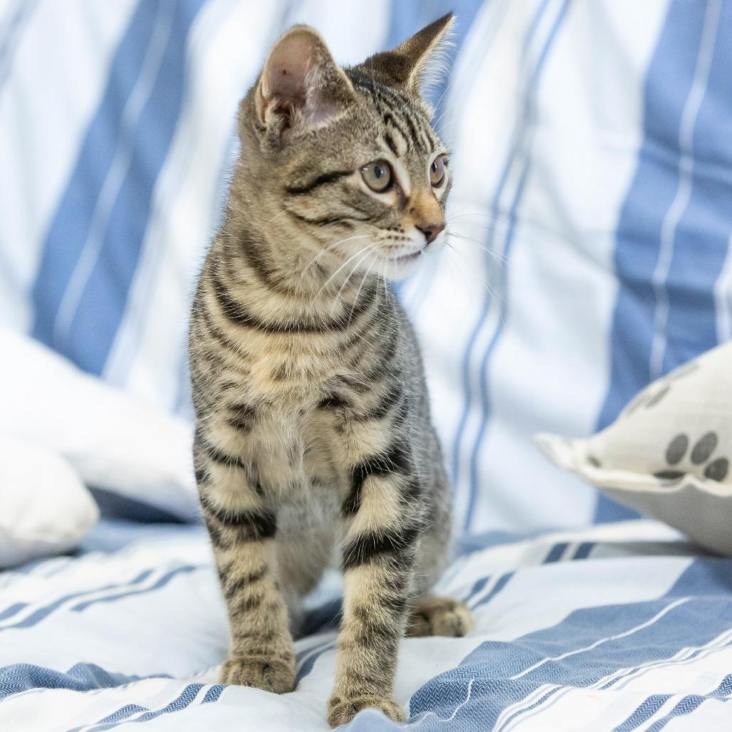 Enlarge Gene, a Adoptable Domestic Short Hair in Cartersville, GA image 2/6