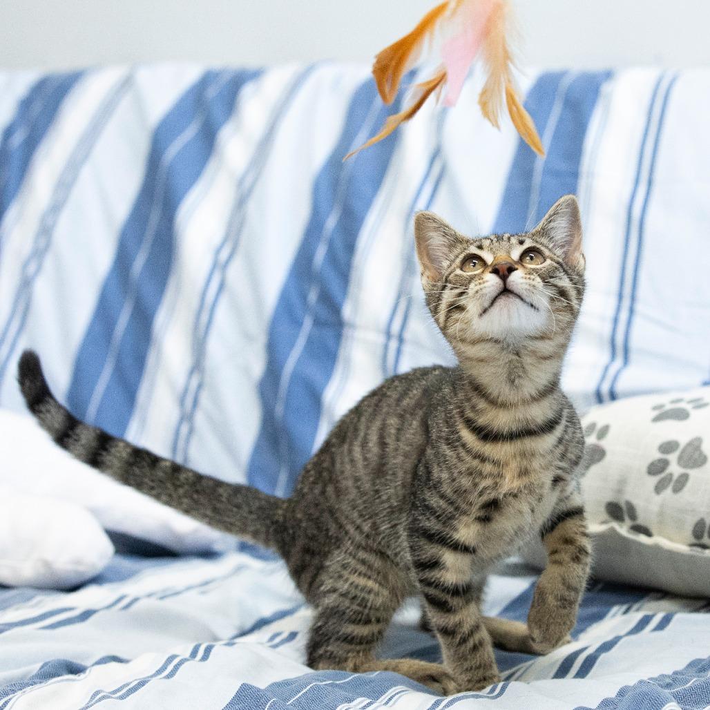 Enlarge Gene, a Adoptable Domestic Short Hair in Cartersville, GA image 3/6