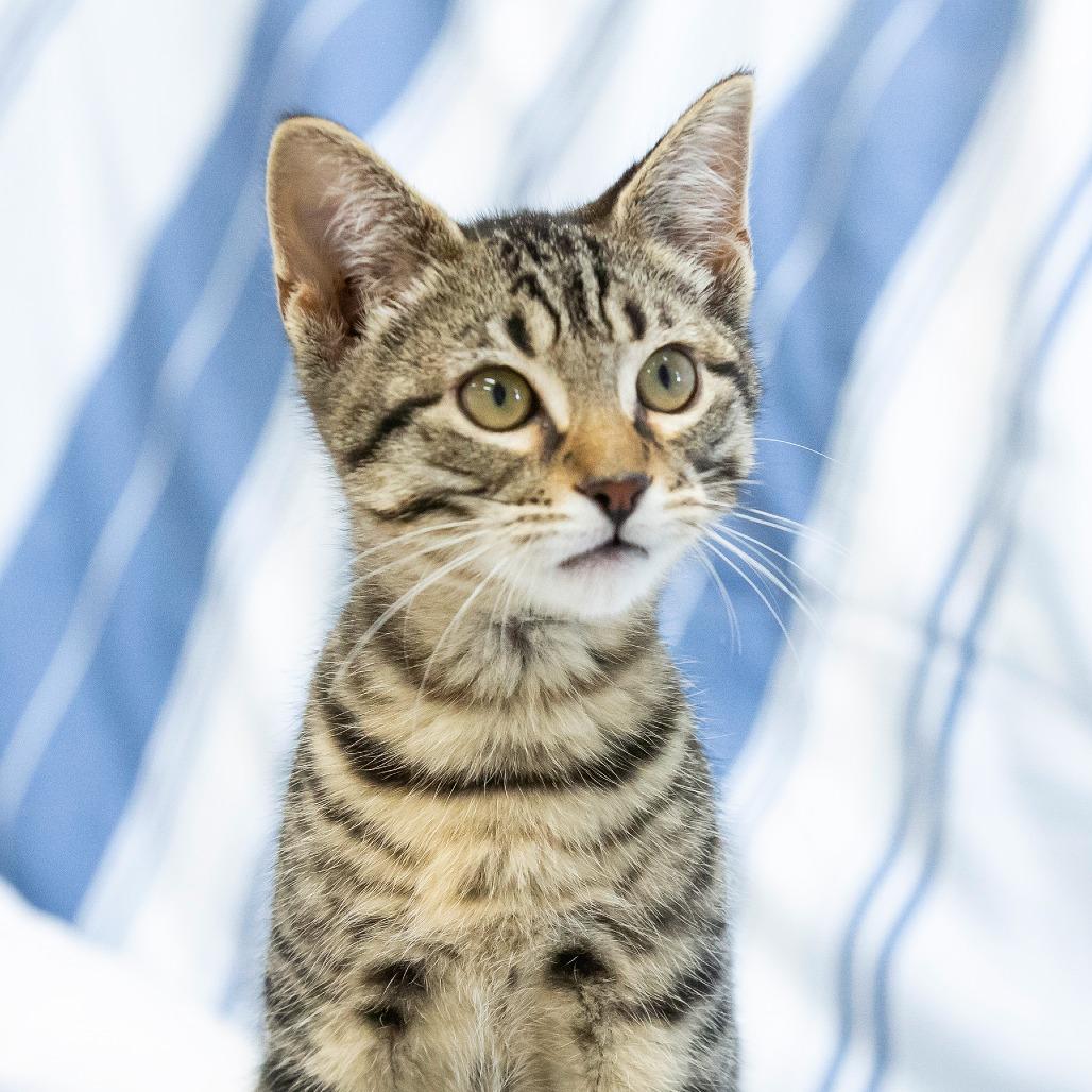 Enlarge Gene, a Adoptable Domestic Short Hair in Cartersville, GA image 4/6