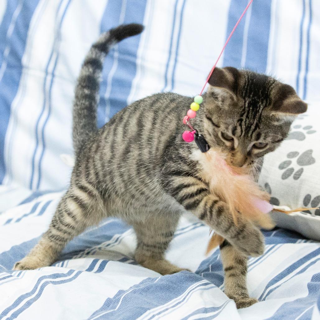 Enlarge Gene, a Adoptable Domestic Short Hair in Cartersville, GA image 5/6