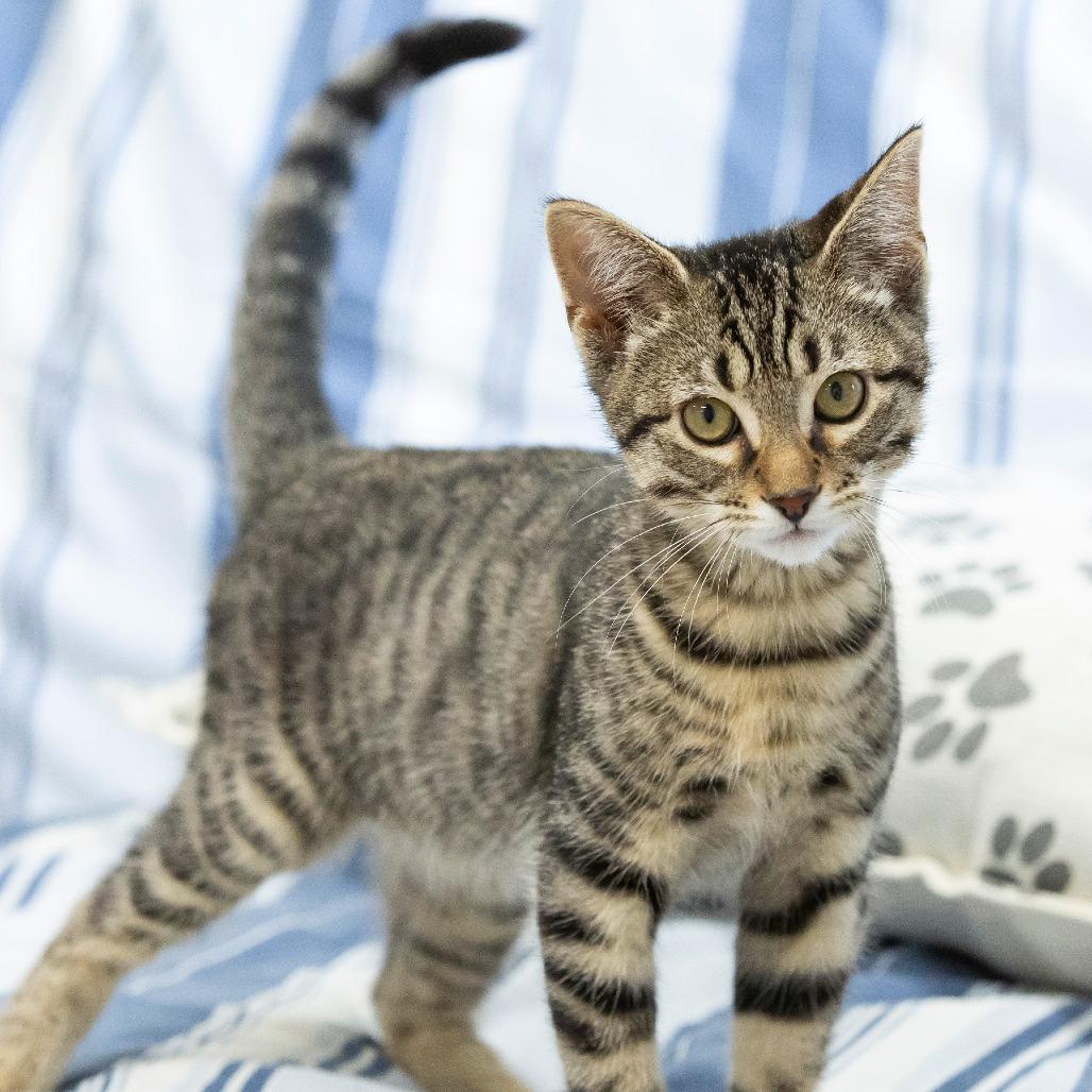 Enlarge Gene, a Adoptable Domestic Short Hair in Cartersville, GA image 6/6