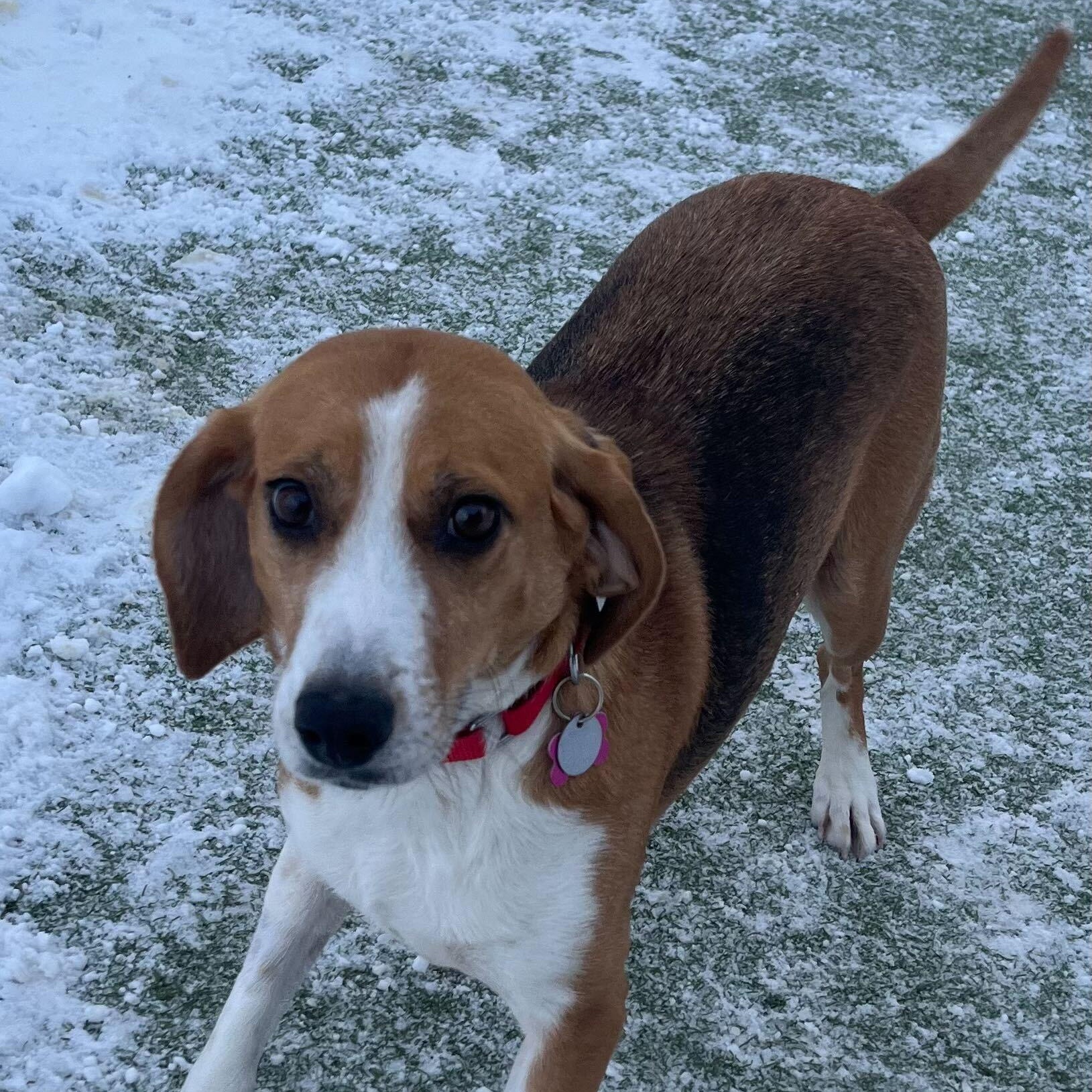 Rosemary, a ADOPTABLE Hound in New Bedford, MA image 4/4