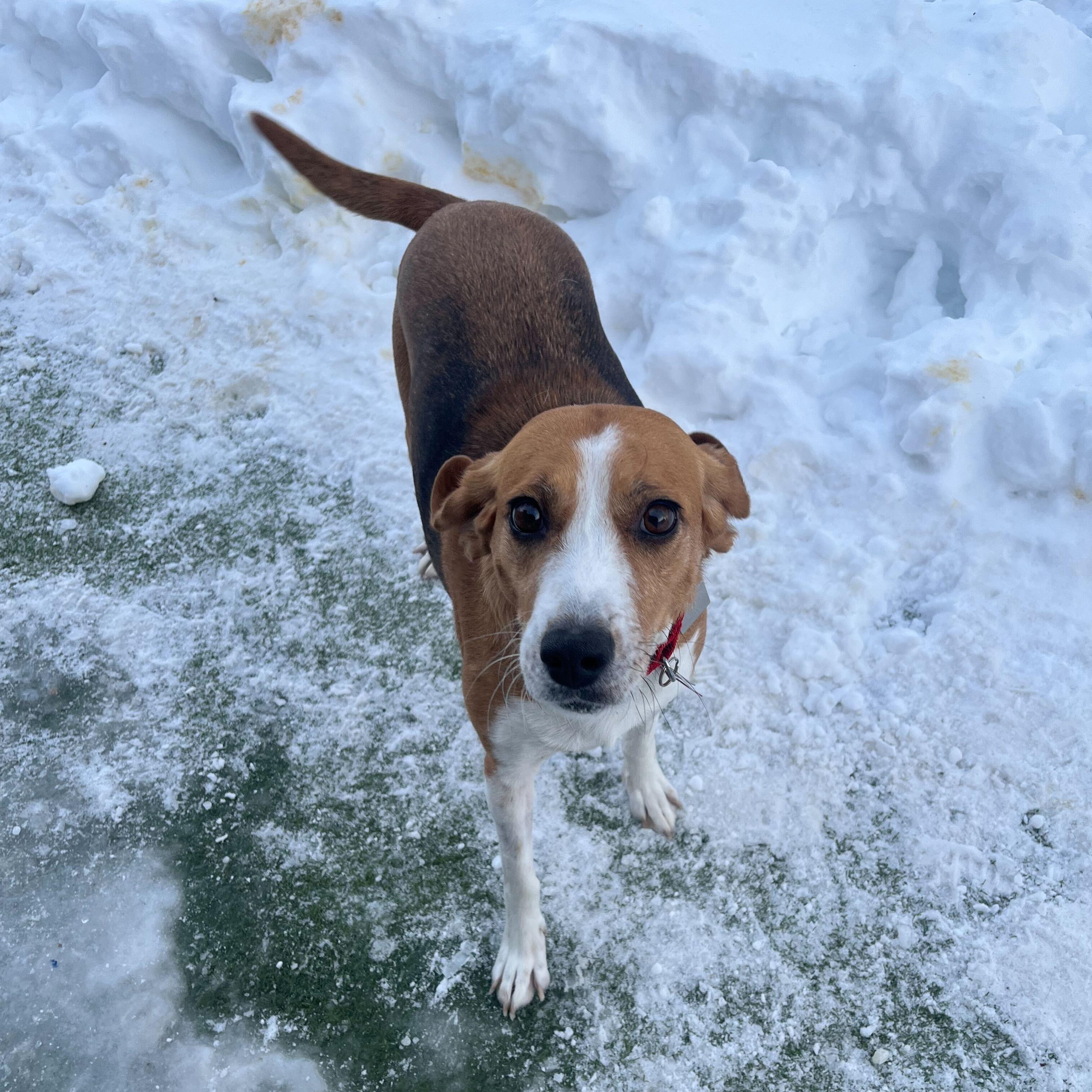 Rosemary, a ADOPTABLE Hound in New Bedford, MA image 3/4