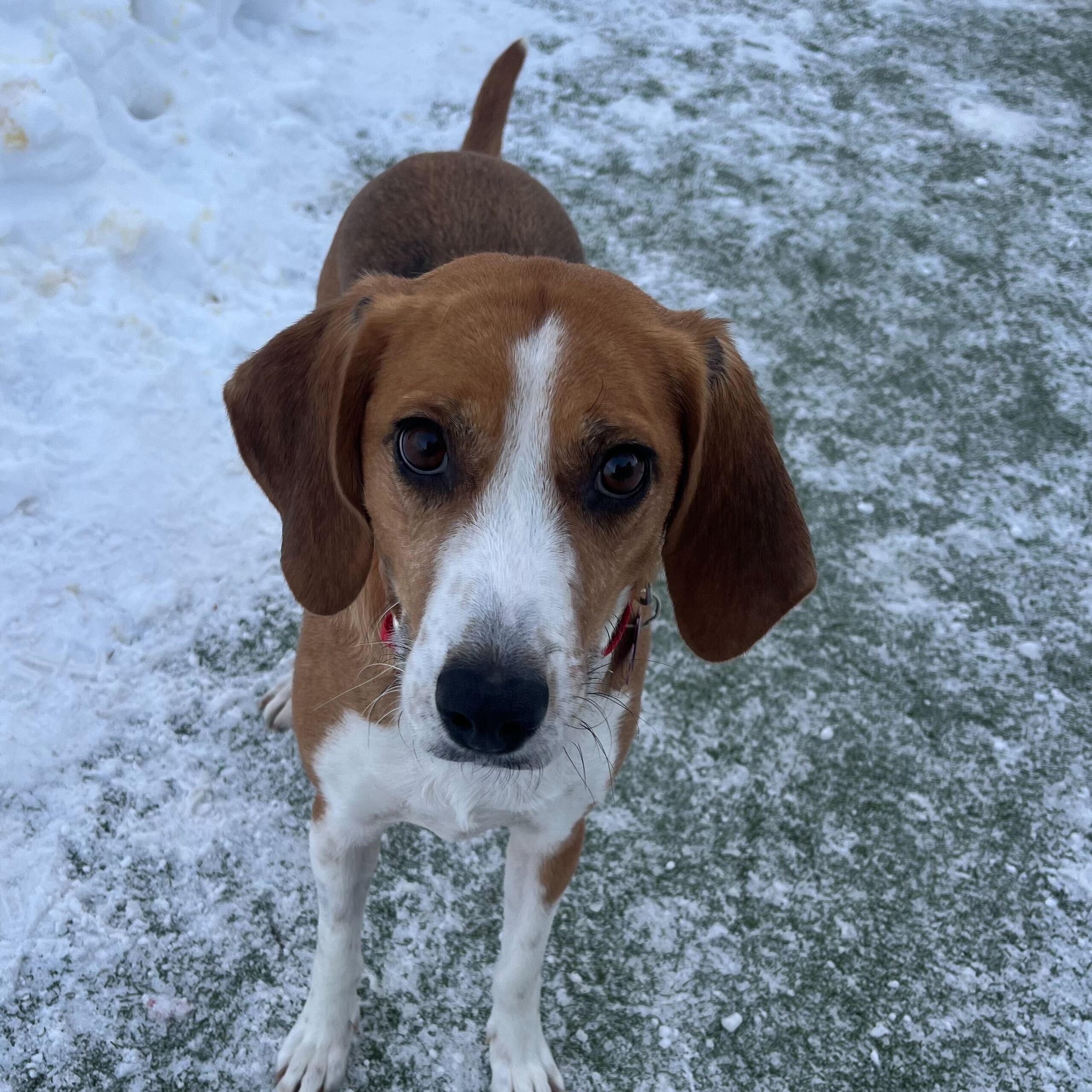 Rosemary, ADOPTABLE, Adult Female Hound.