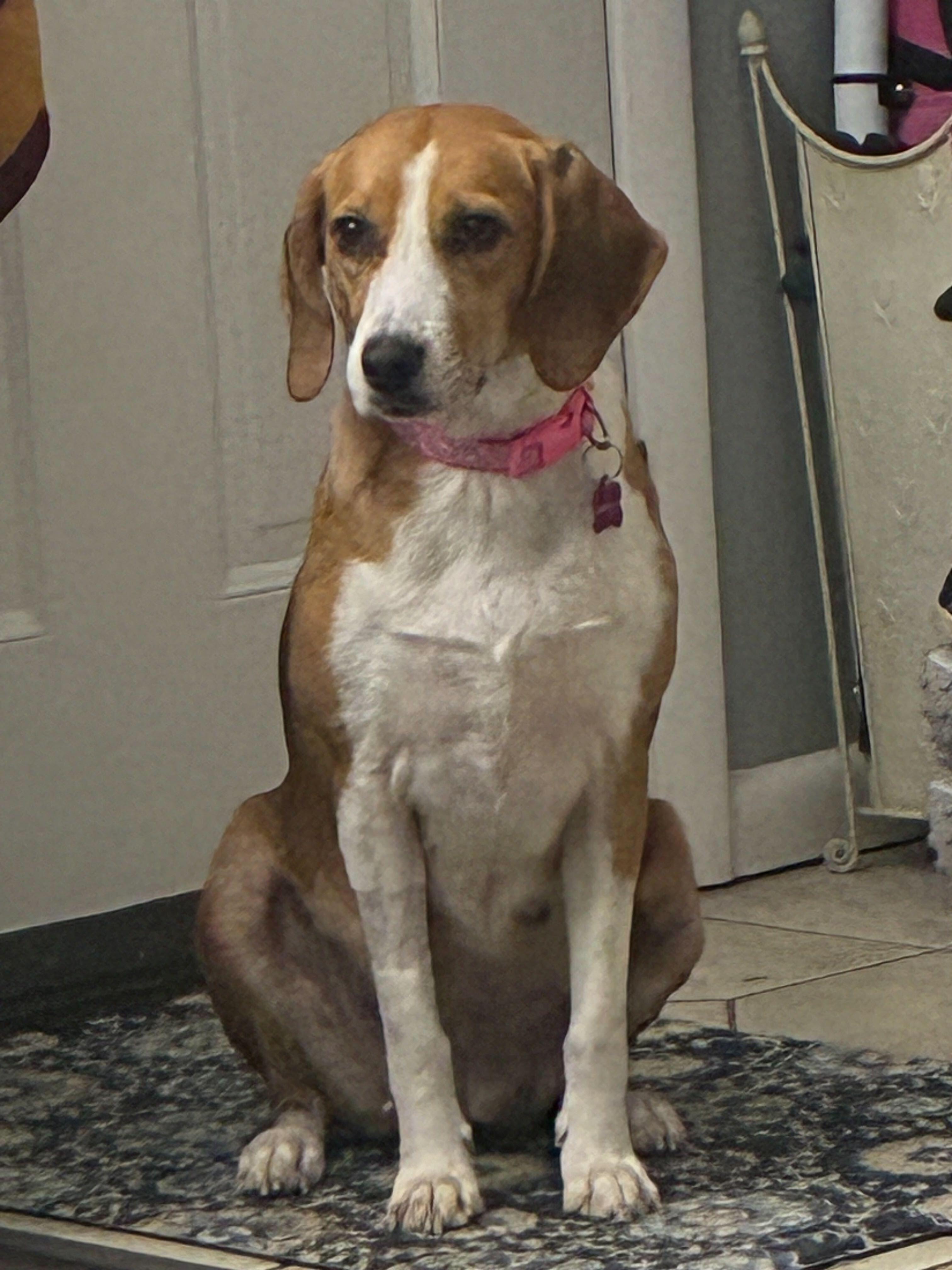 Rosemary, a ADOPTABLE Hound in New Bedford, MA image 2/4