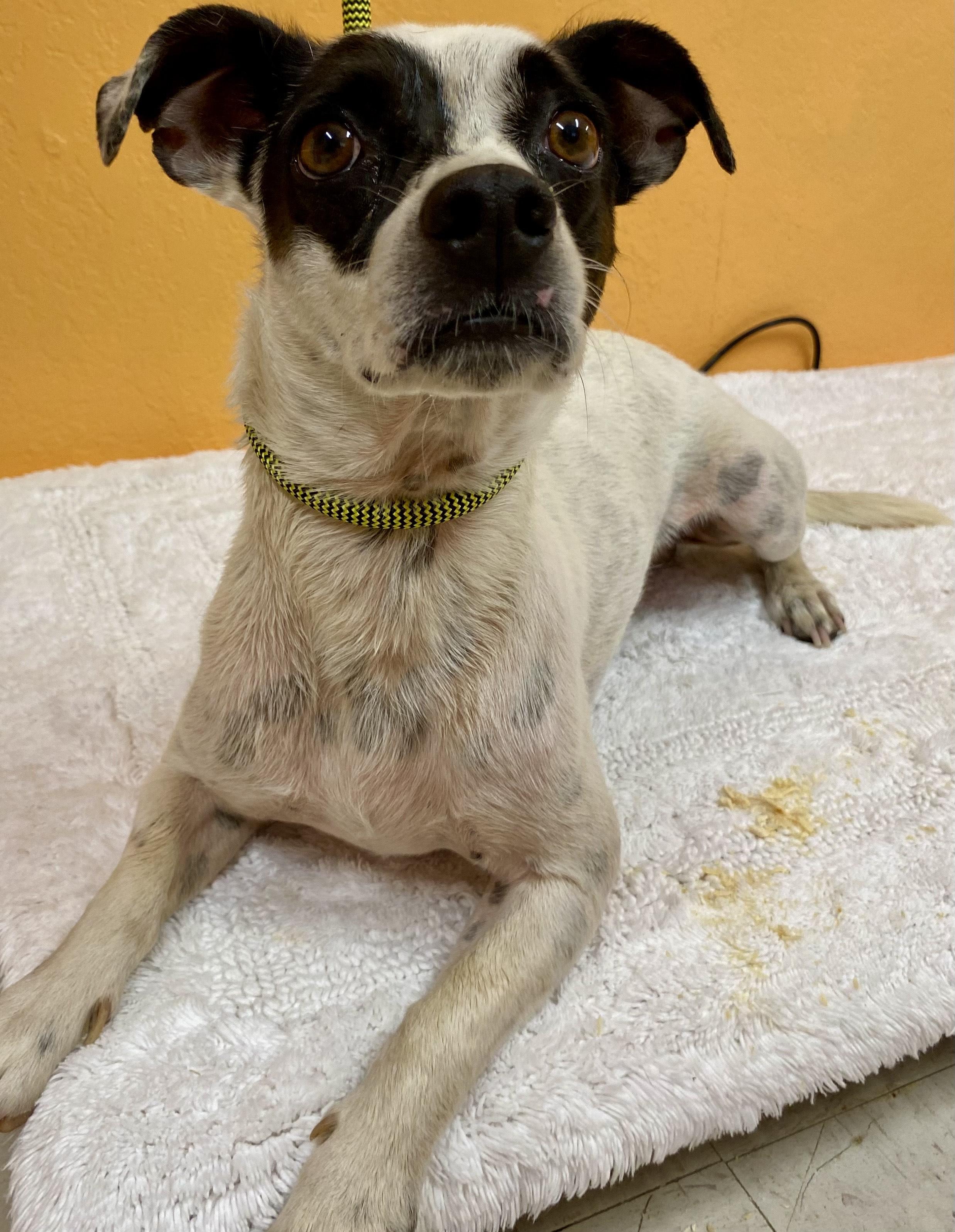 Enlarge MERLE, a Adoptable mixed breed in Joshua Tree, CA image 1/1