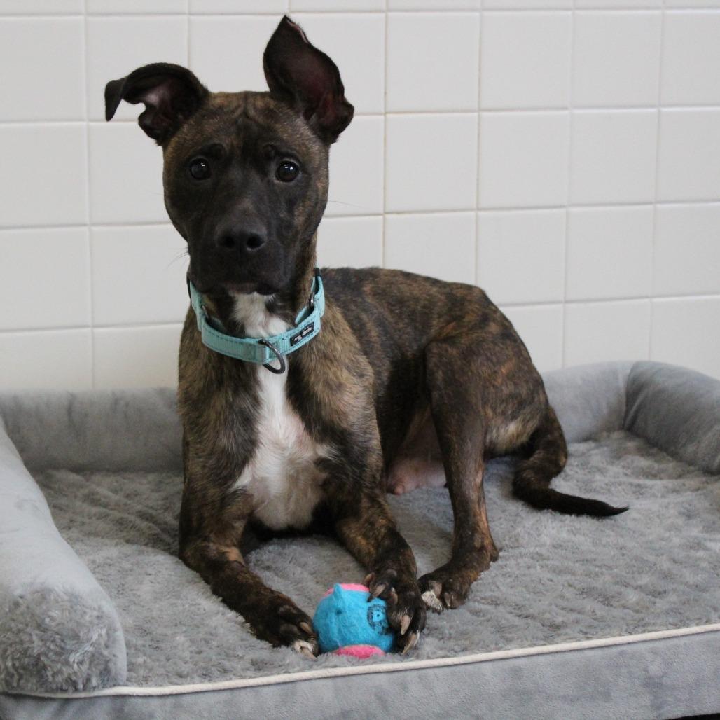 Honeycomb thumbnail 3