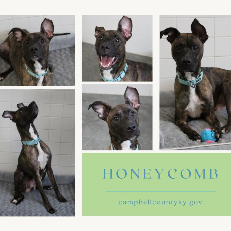 Honeycomb thumbnail 4