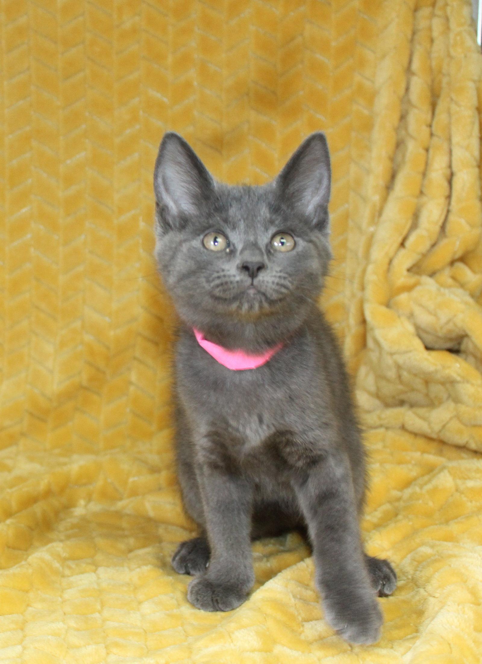 Jordan - 43699, Adoptable, Kitten Female Domestic Short Hair.