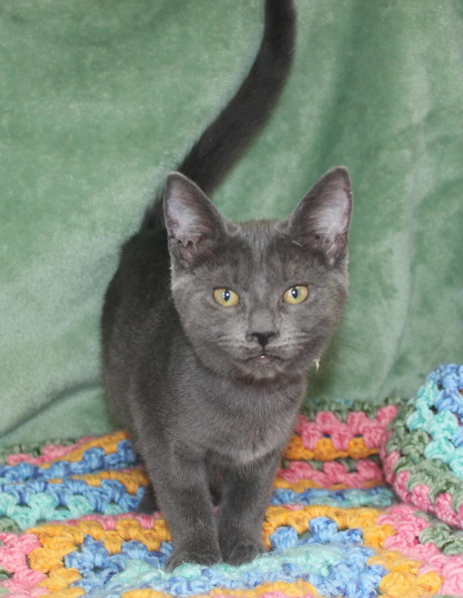 Enlarge Jordan - 43699, a Adoptable Domestic Short Hair in Prattville, AL image 2/3
